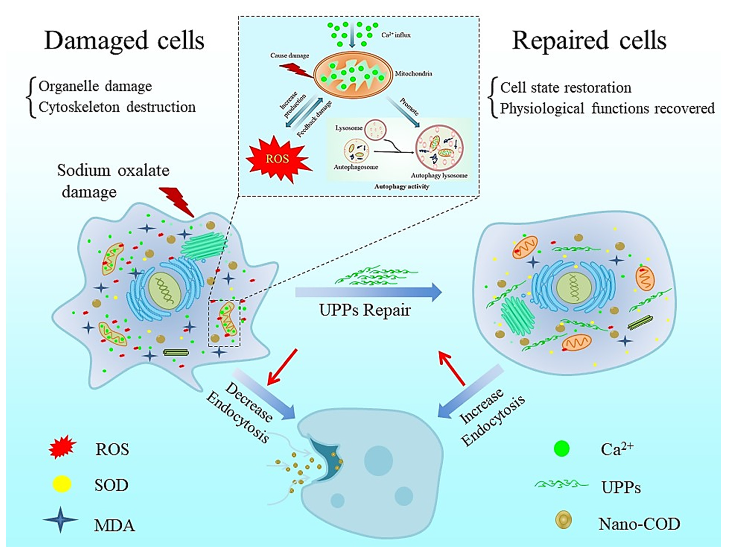 Antioxidants 12 01015 g008