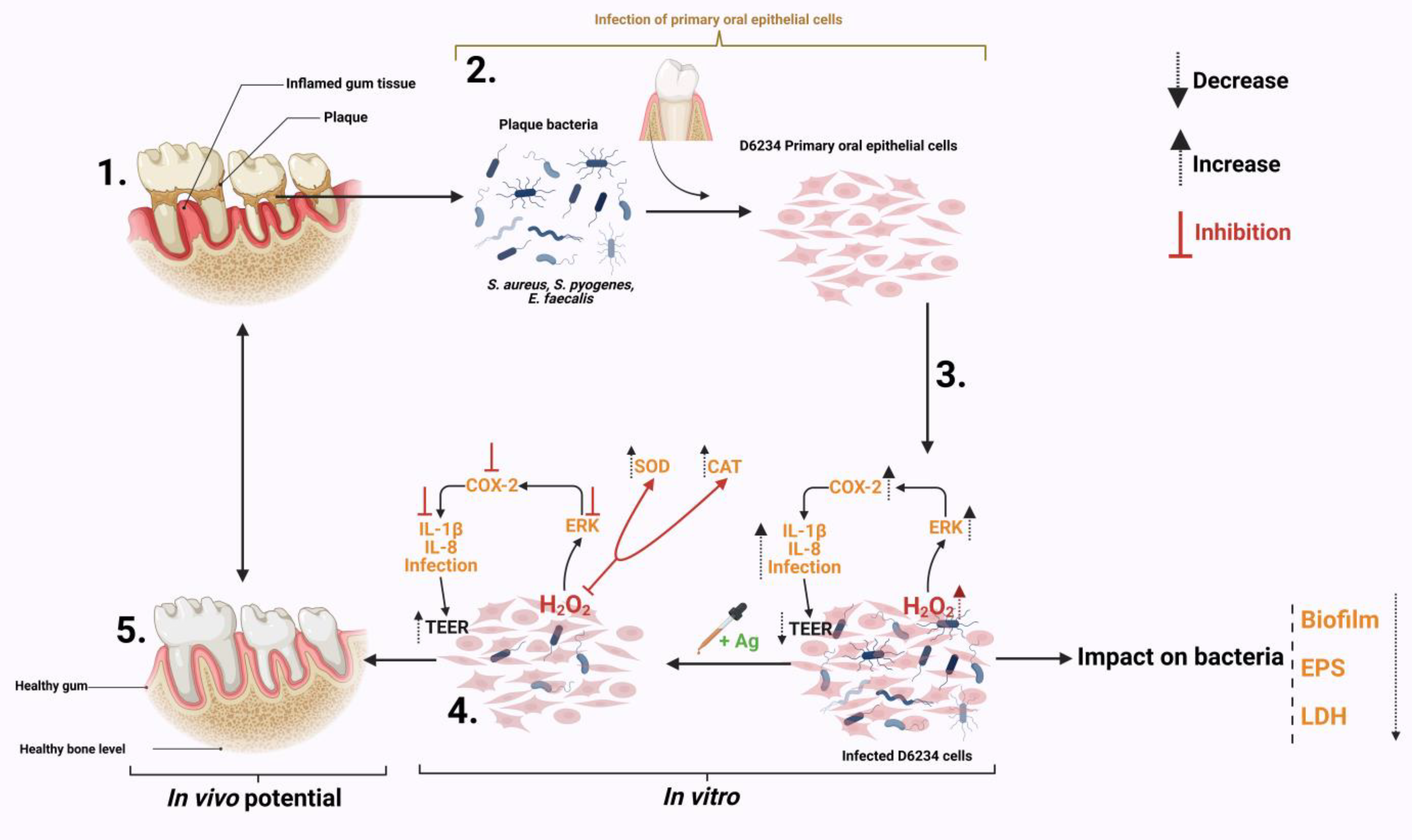Antioxidants 12 01017 g006 Antioxidants 12 01017 g006