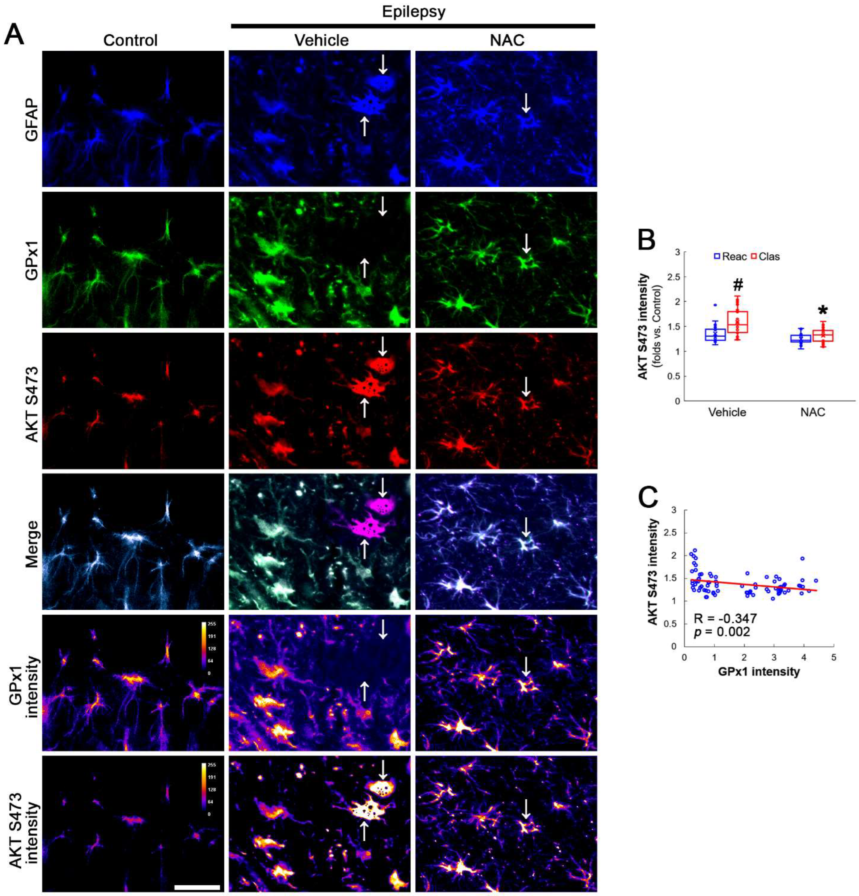 Antioxidants 12 01020 g003 Antioxidants 12 01020 g003