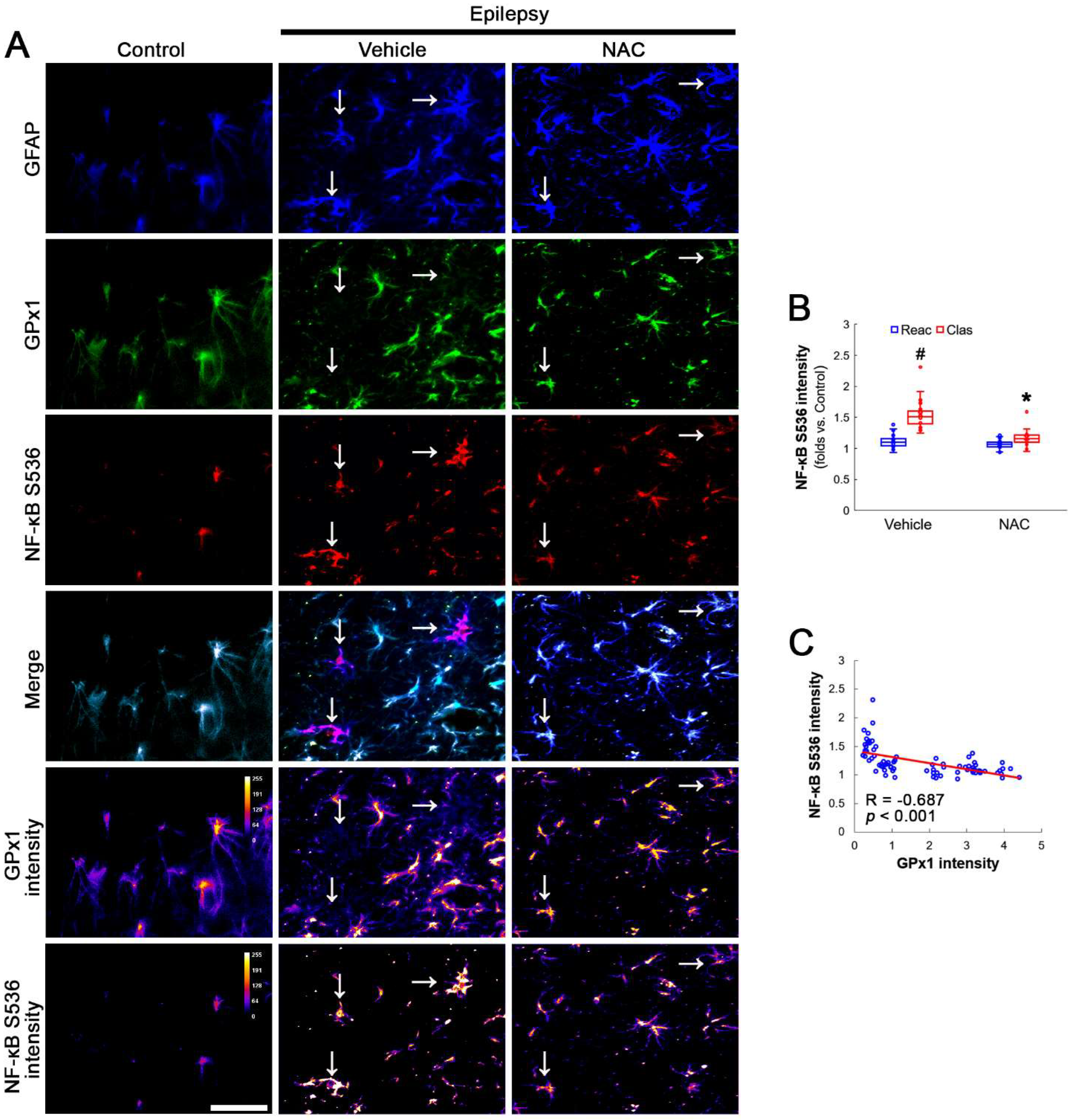 Antioxidants 12 01020 g004 Antioxidants 12 01020 g004