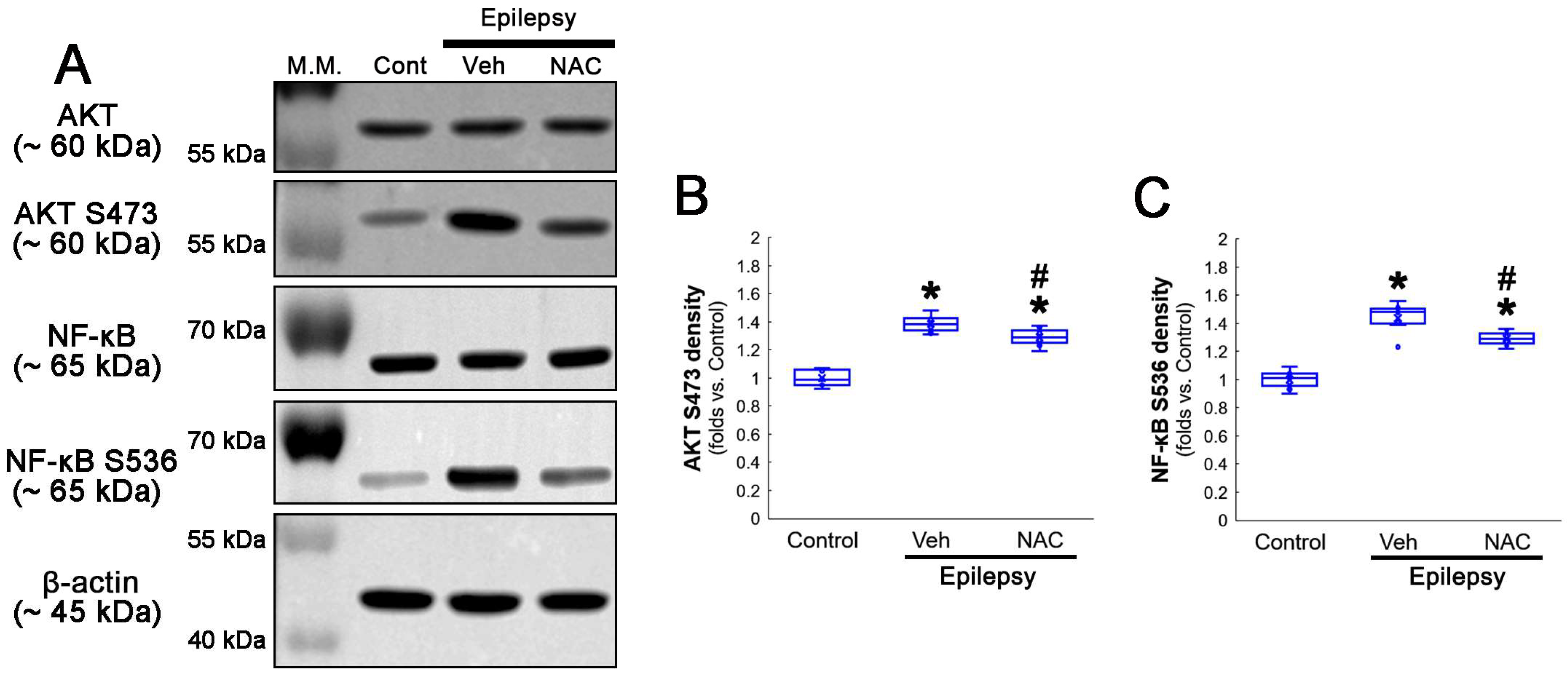 Antioxidants 12 01020 g005 Antioxidants 12 01020 g005