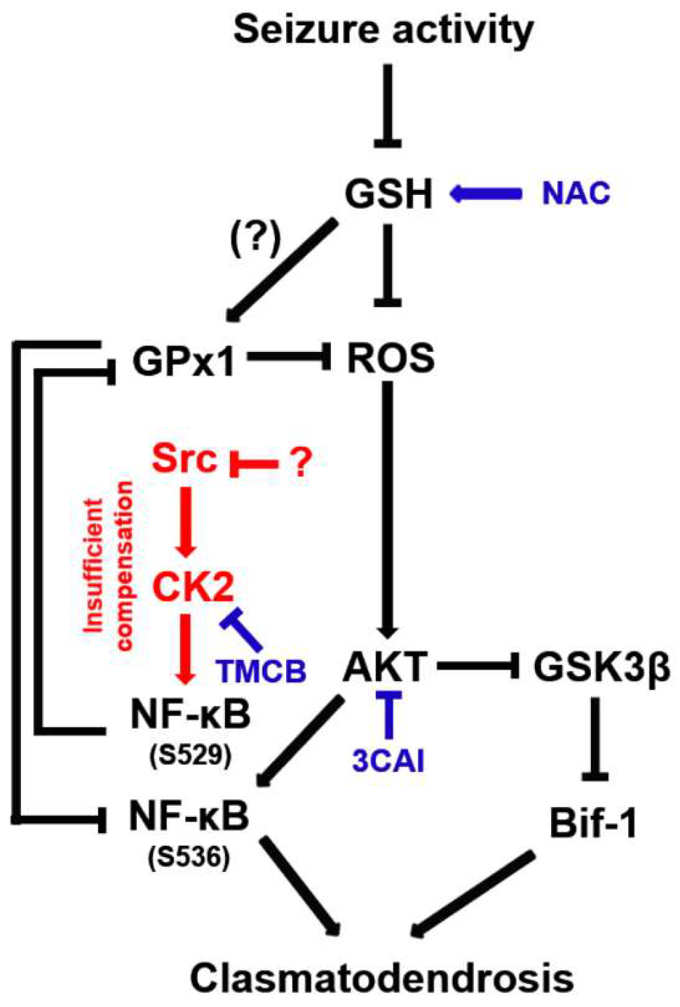 Antioxidants 12 01020 g012 Antioxidants 12 01020 g012