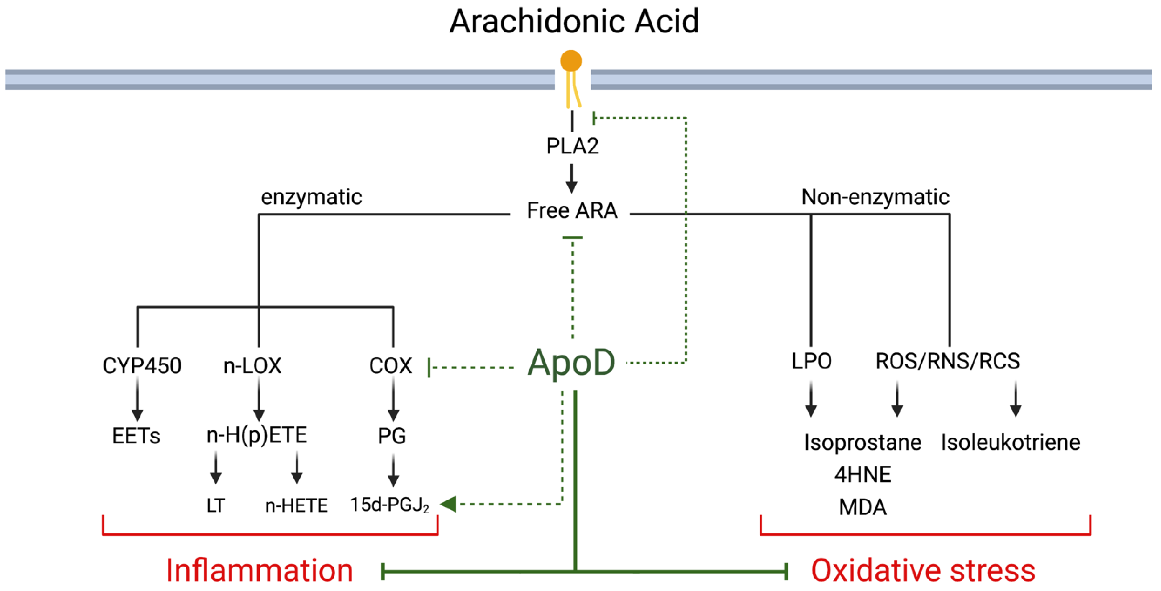 Antioxidants 12 01027 g002 Antioxidants 12 01027 g002