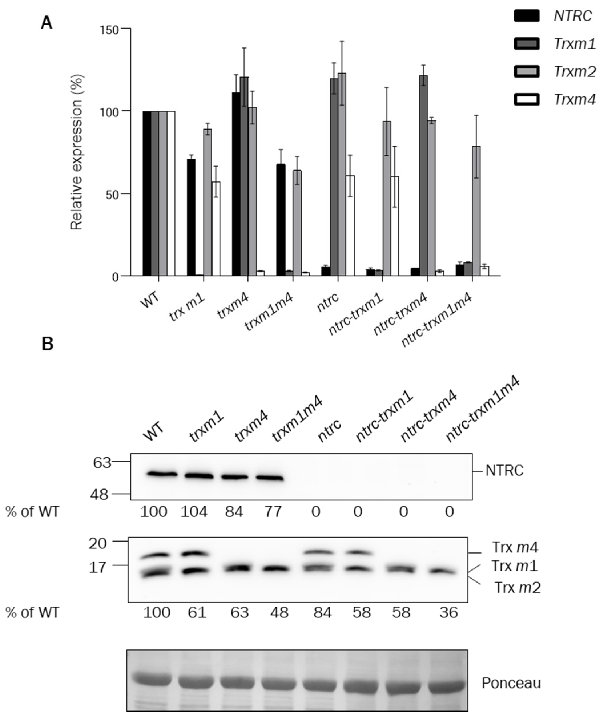 Antioxidants 12 01041 g001 Antioxidants 12 01041 g001