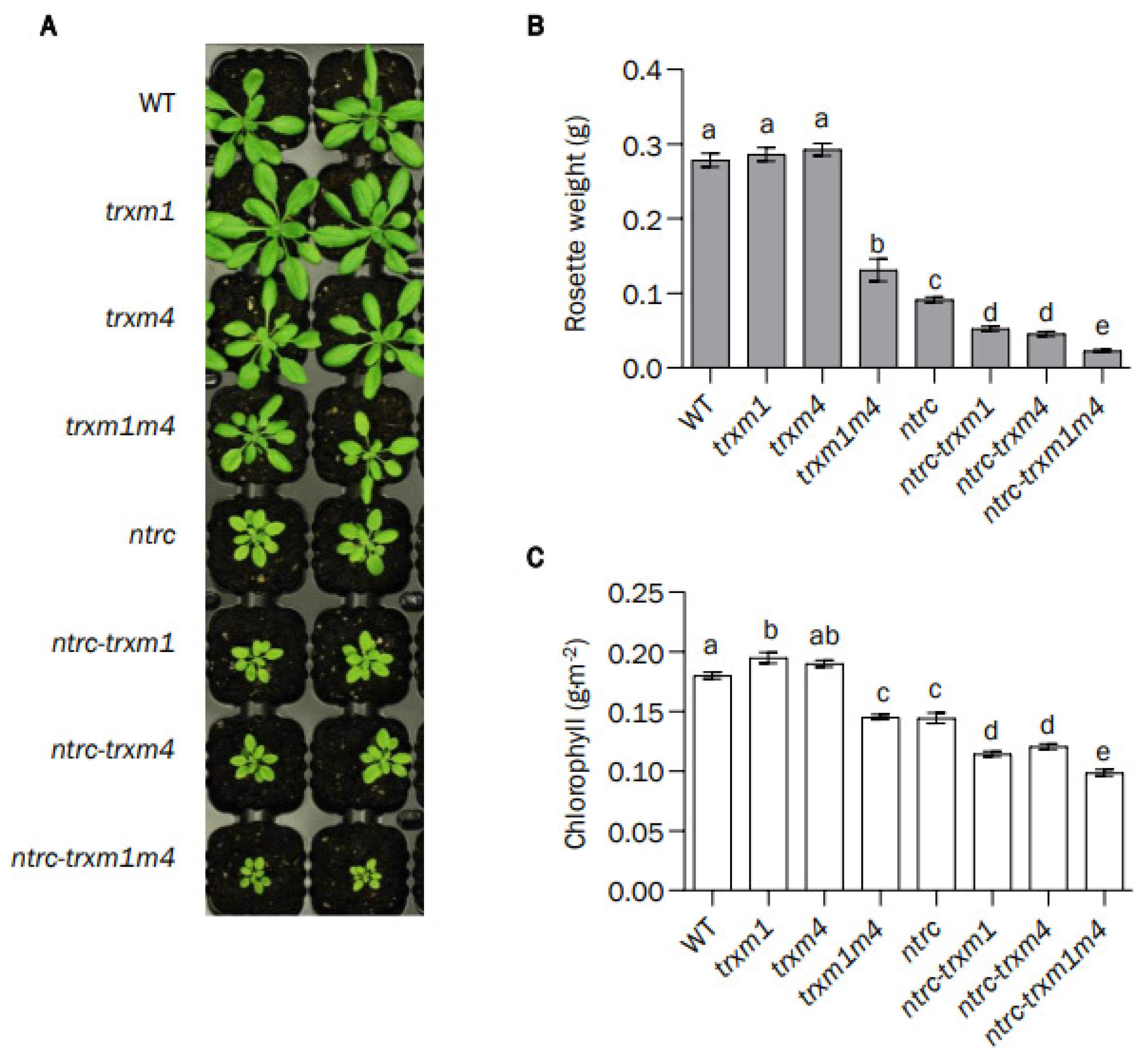 Antioxidants 12 01041 g002 Antioxidants 12 01041 g002
