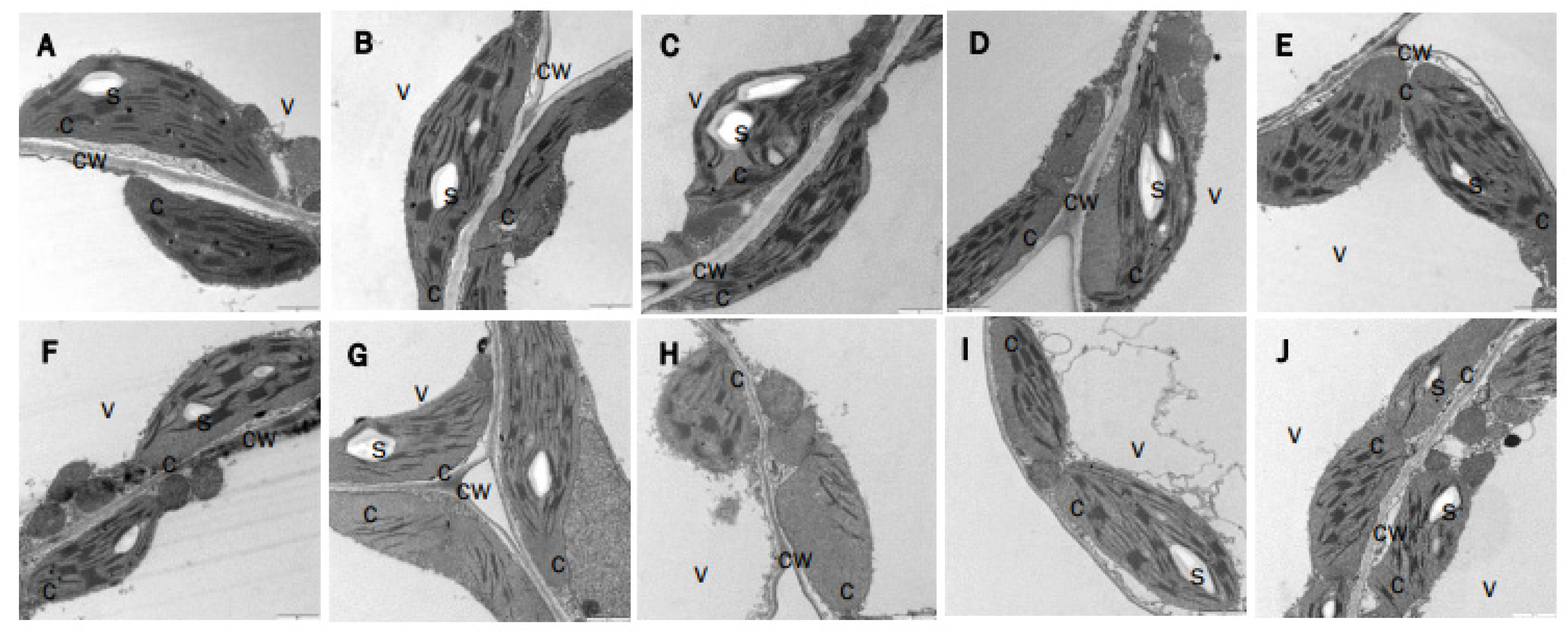 Antioxidants 12 01041 g006 Antioxidants 12 01041 g006