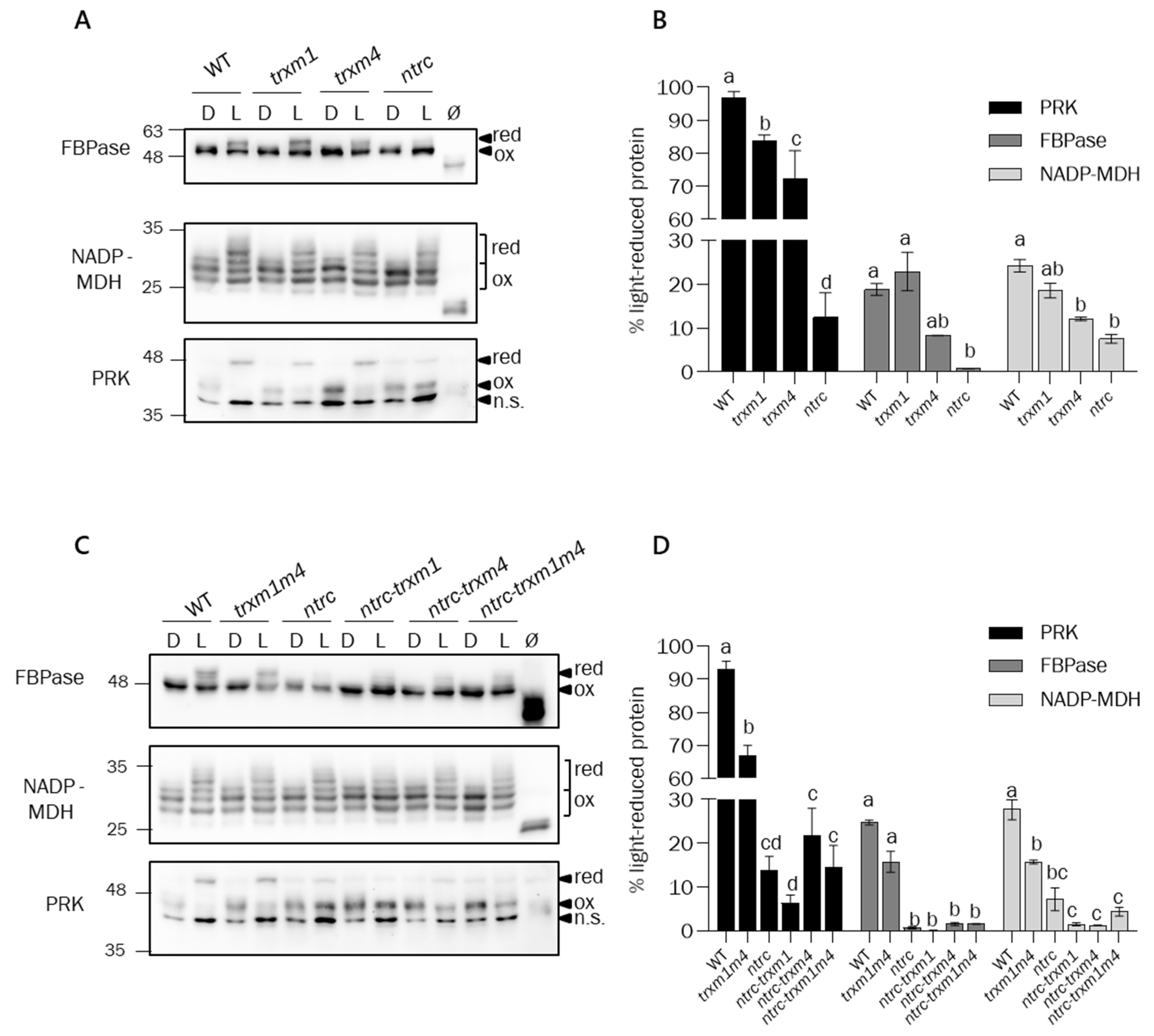 Antioxidants 12 01041 g007 Antioxidants 12 01041 g007