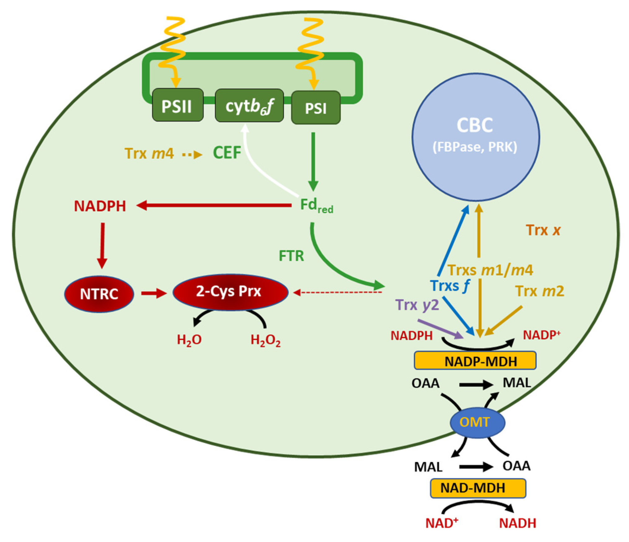 Antioxidants 12 01041 g010 Antioxidants 12 01041 g010