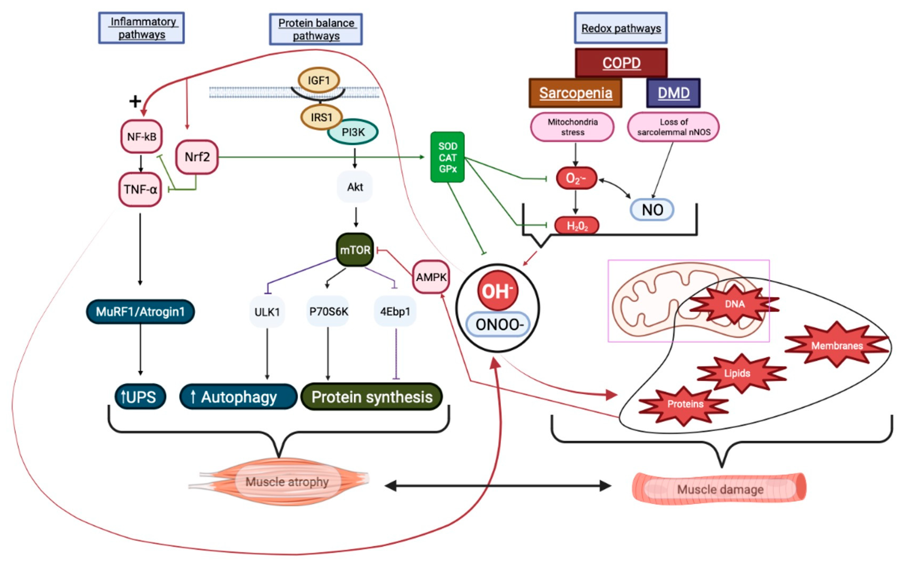Antioxidants 12 01050 g003