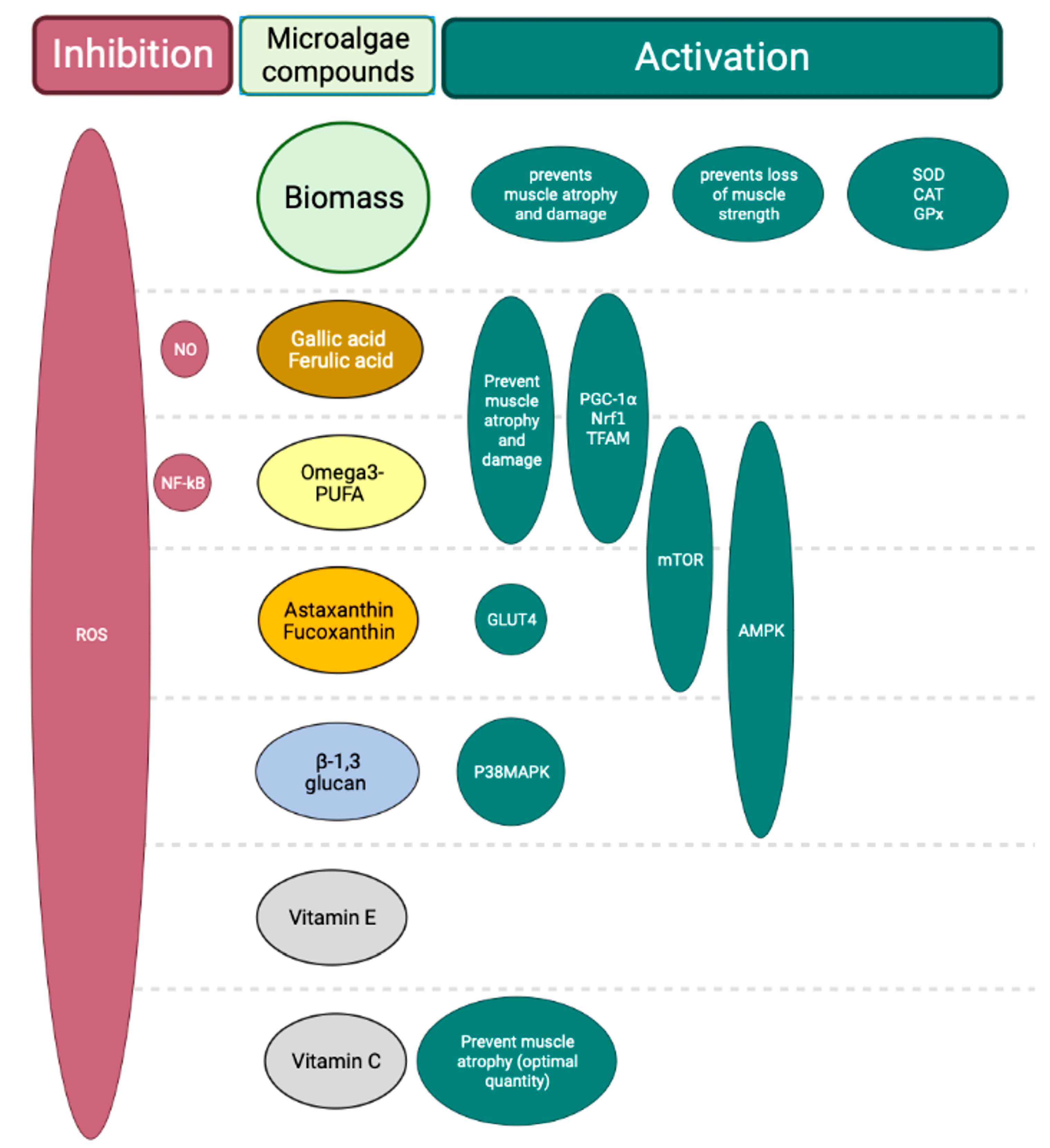 Antioxidants 12 01050 g004