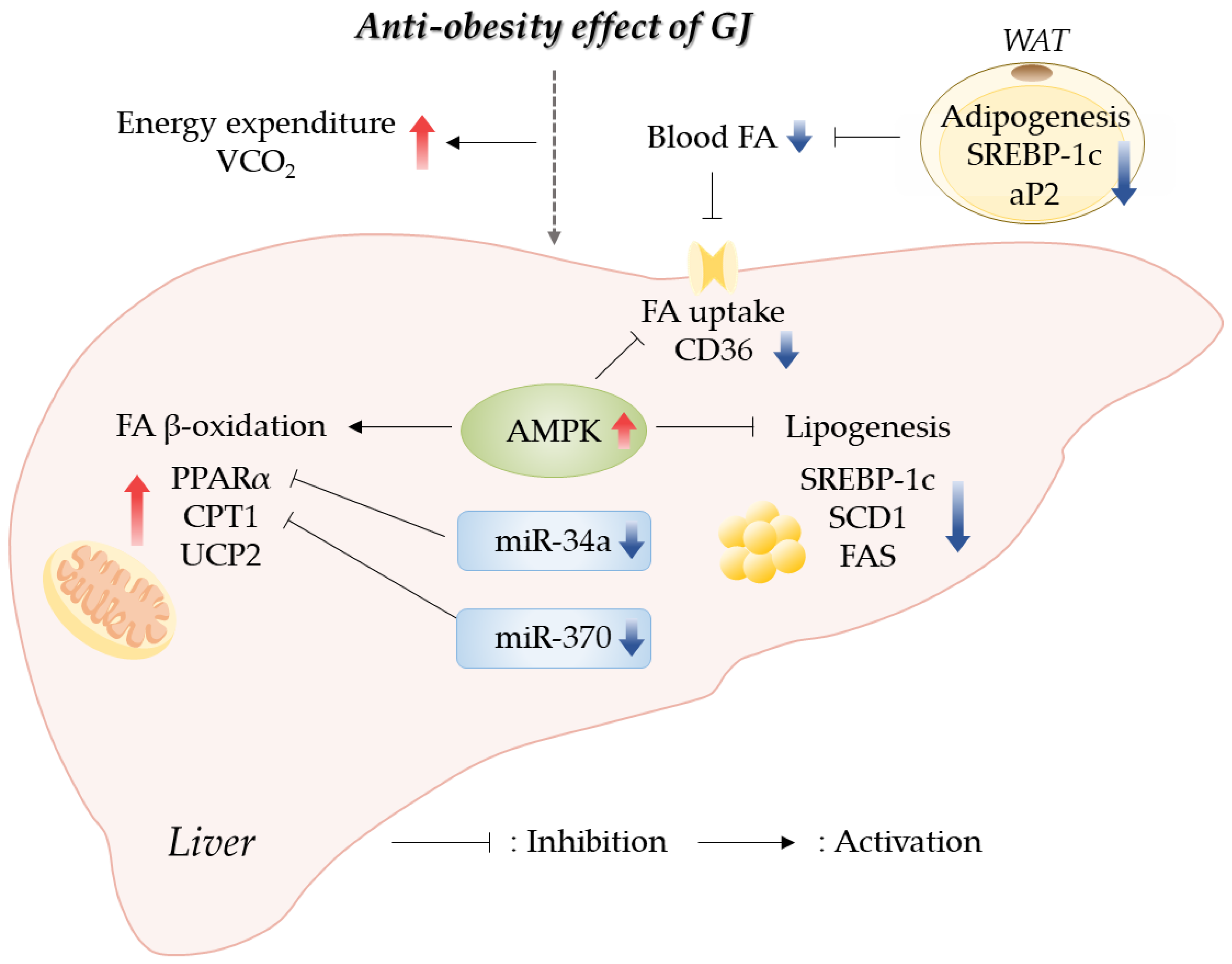 Antioxidants 12 01053 g006 Antioxidants 12 01053 g006