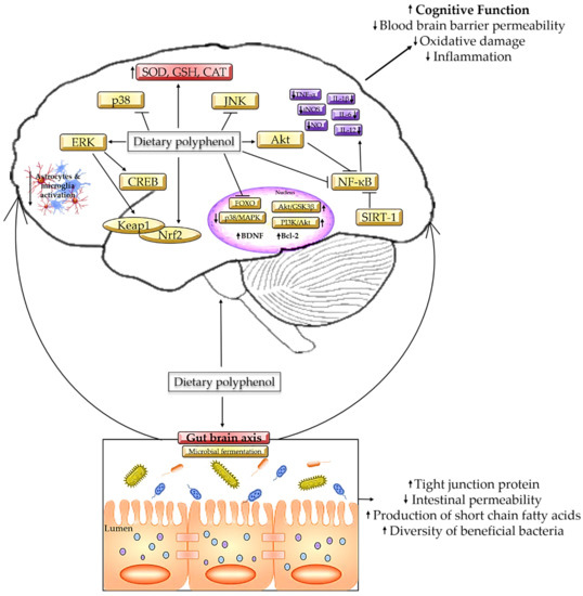 Dietary Polyphenols as a Protection against Cognitive