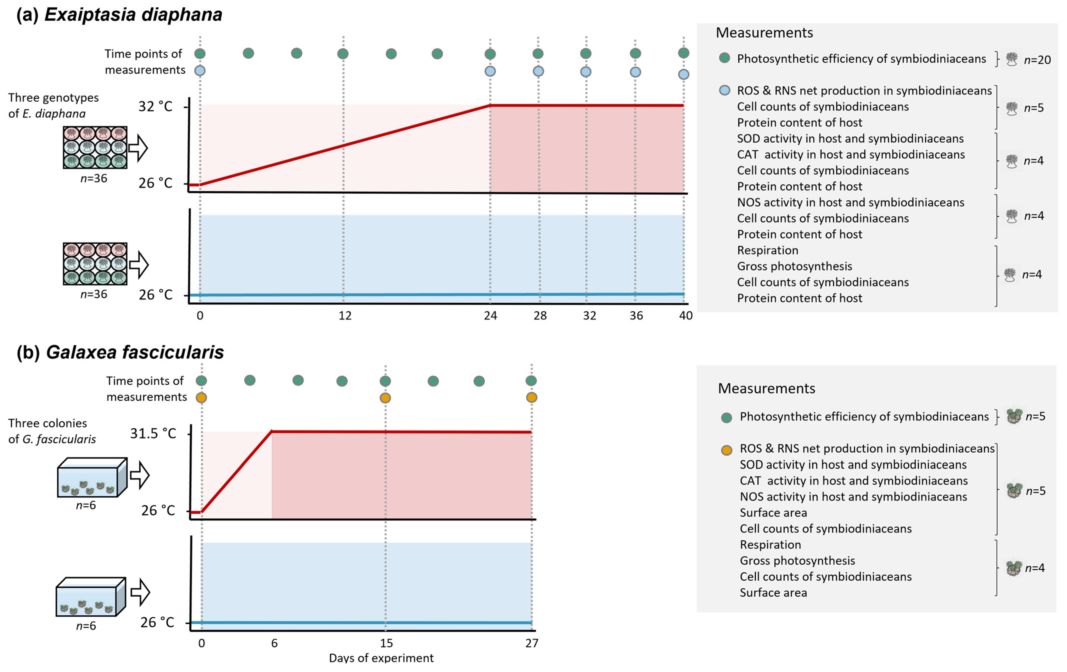 Antioxidants 12 01057 g002 Antioxidants 12 01057 g002