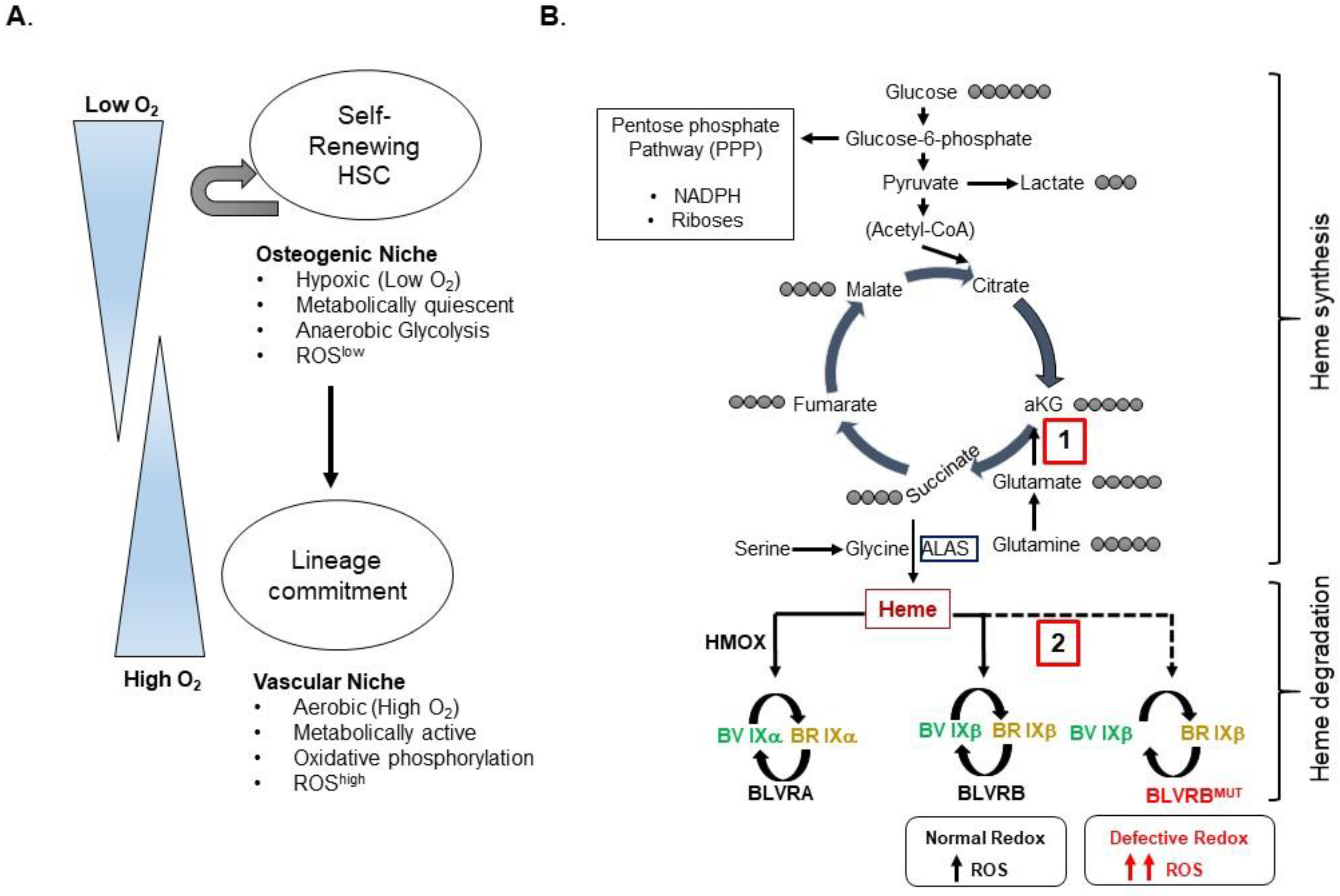Antioxidants 12 01058 g002