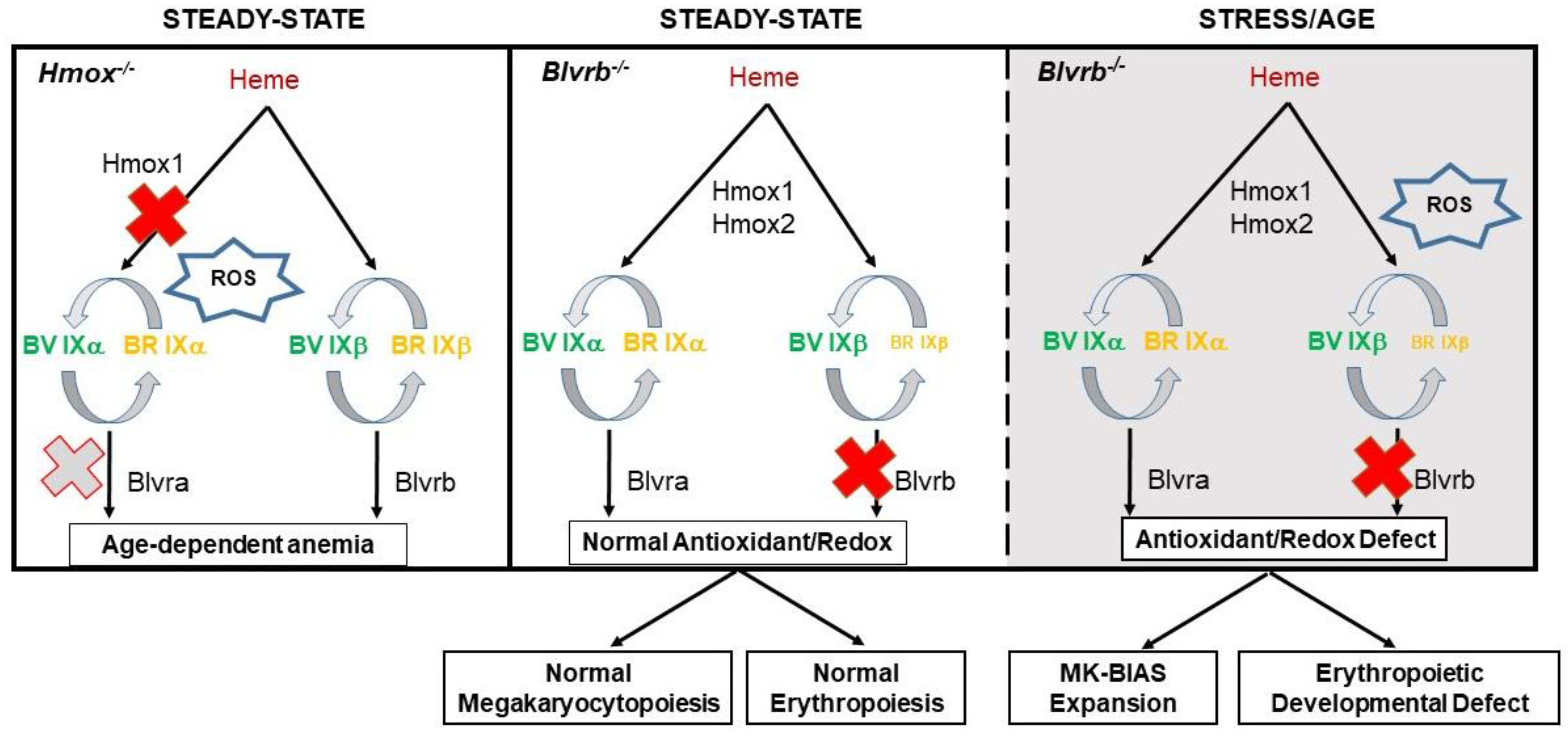 Antioxidants 12 01058 g003