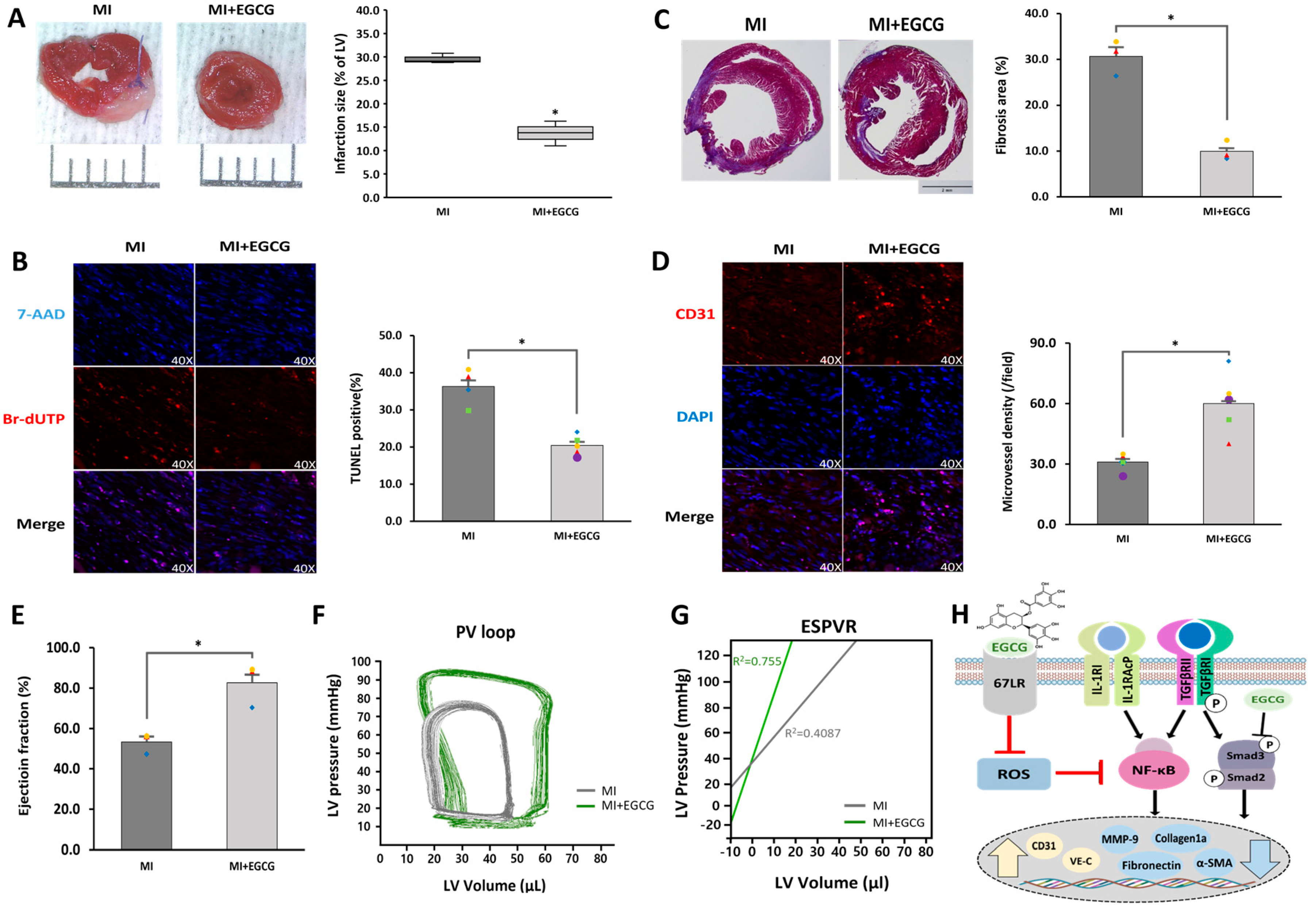 Antioxidants 12 01059 g005 Antioxidants 12 01059 g005