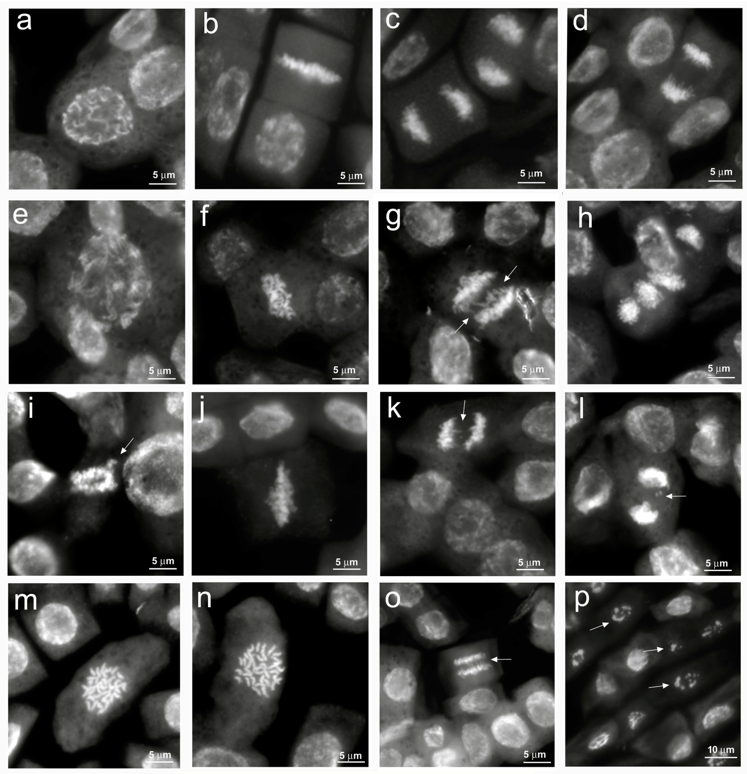 Antioxidants 12 01060 g003 Antioxidants 12 01060 g003