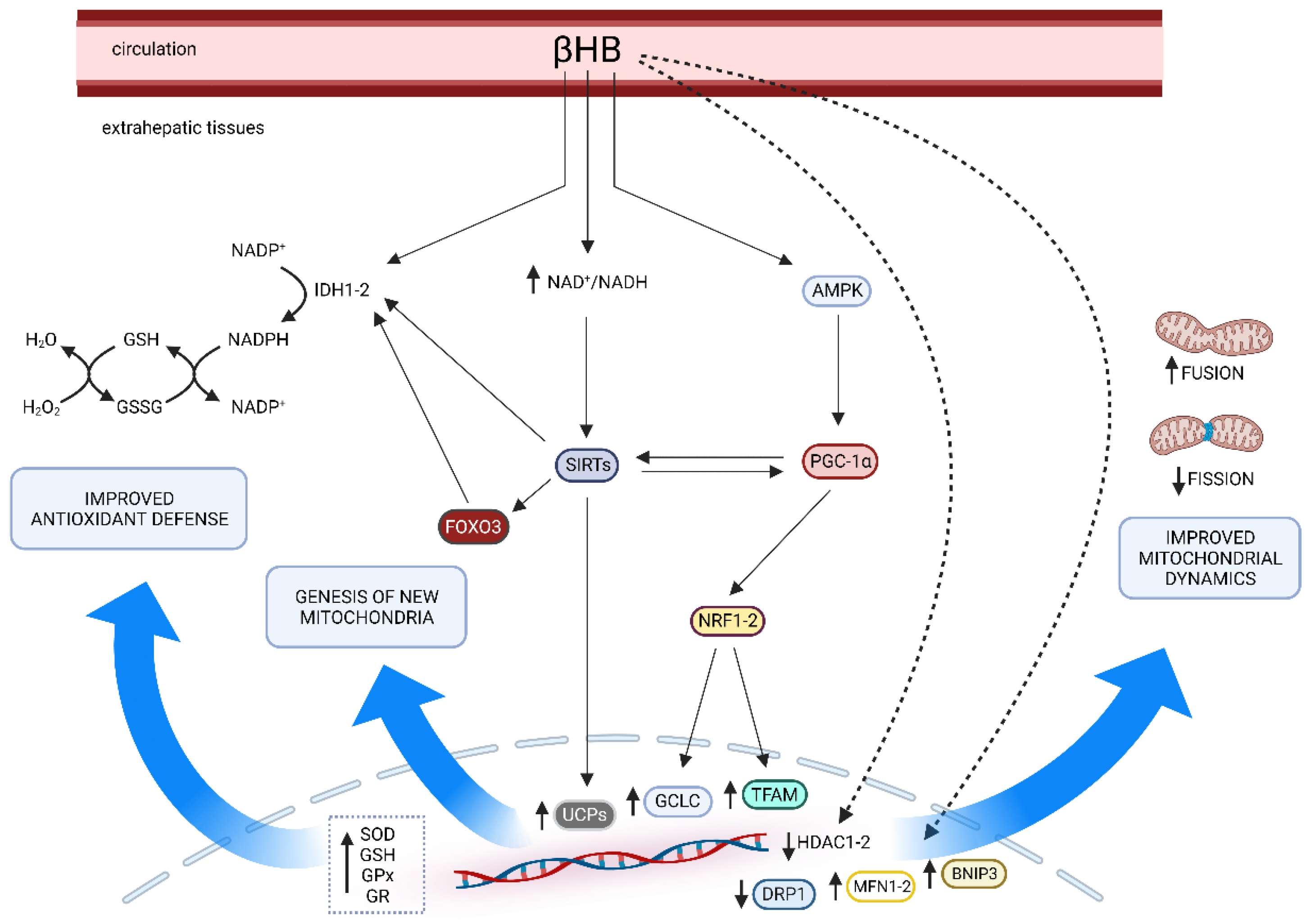 Antioxidants Free FullText Investigating the Link between