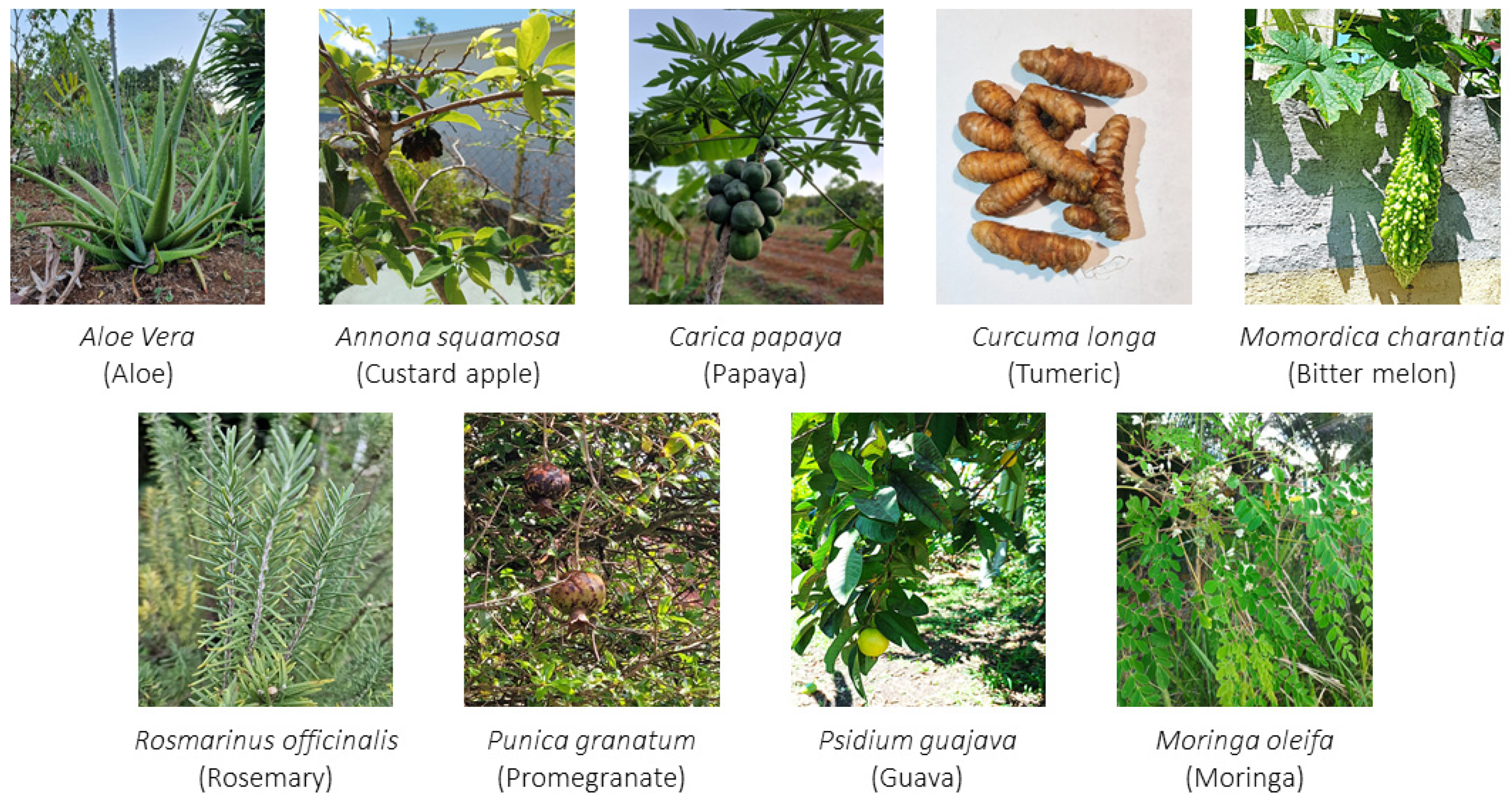 Antioxidants 12 01079 g001