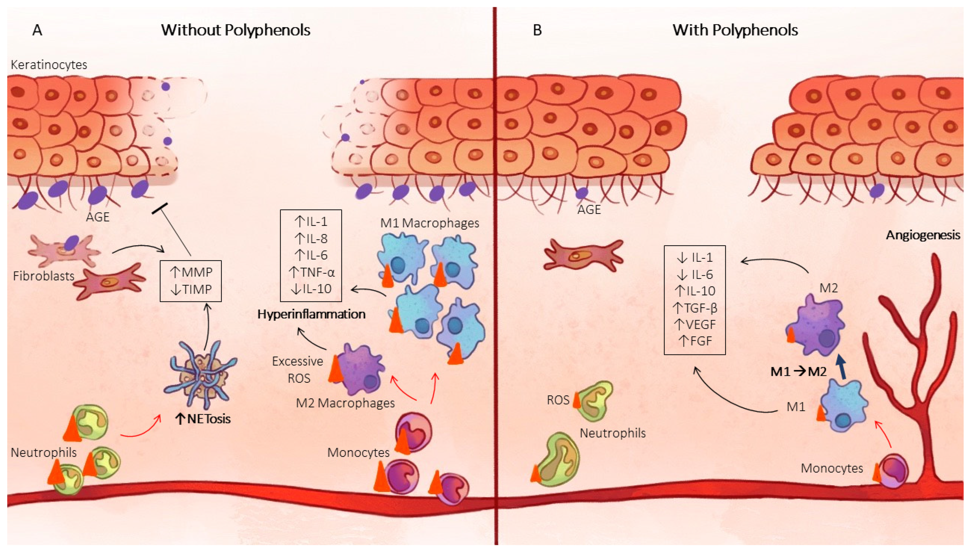Antioxidants 12 01079 g003