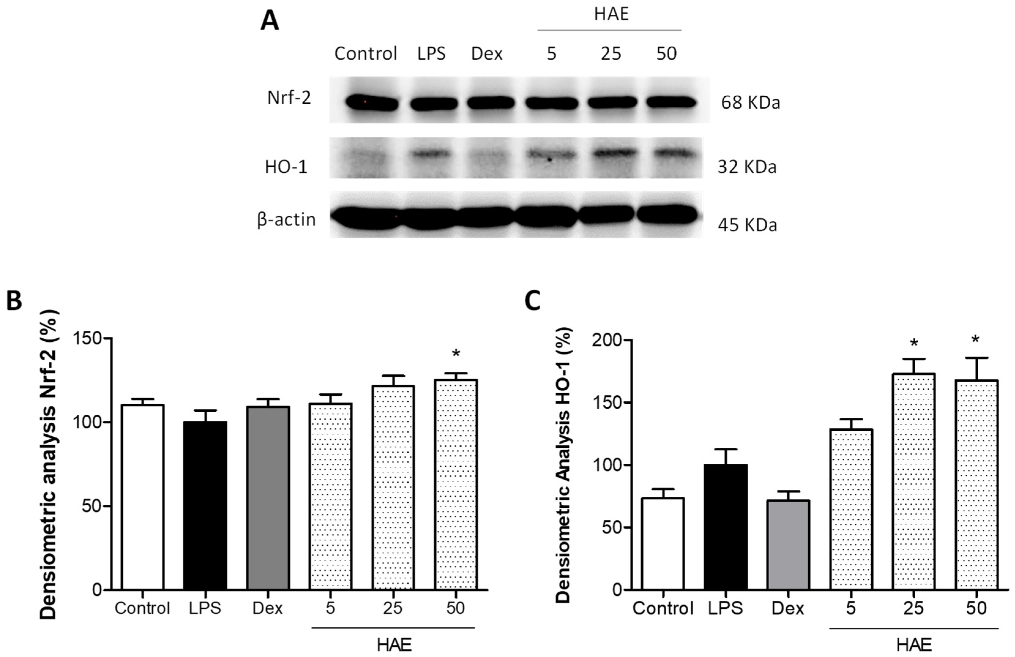 Antioxidants 12 01080 g006 Antioxidants 12 01080 g006