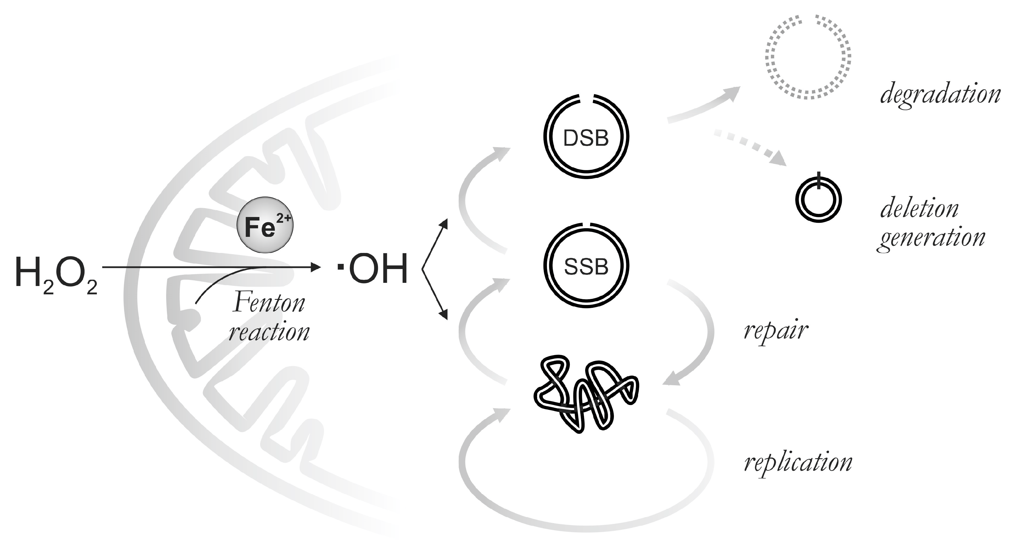 Antioxidants 12 01087 sch001