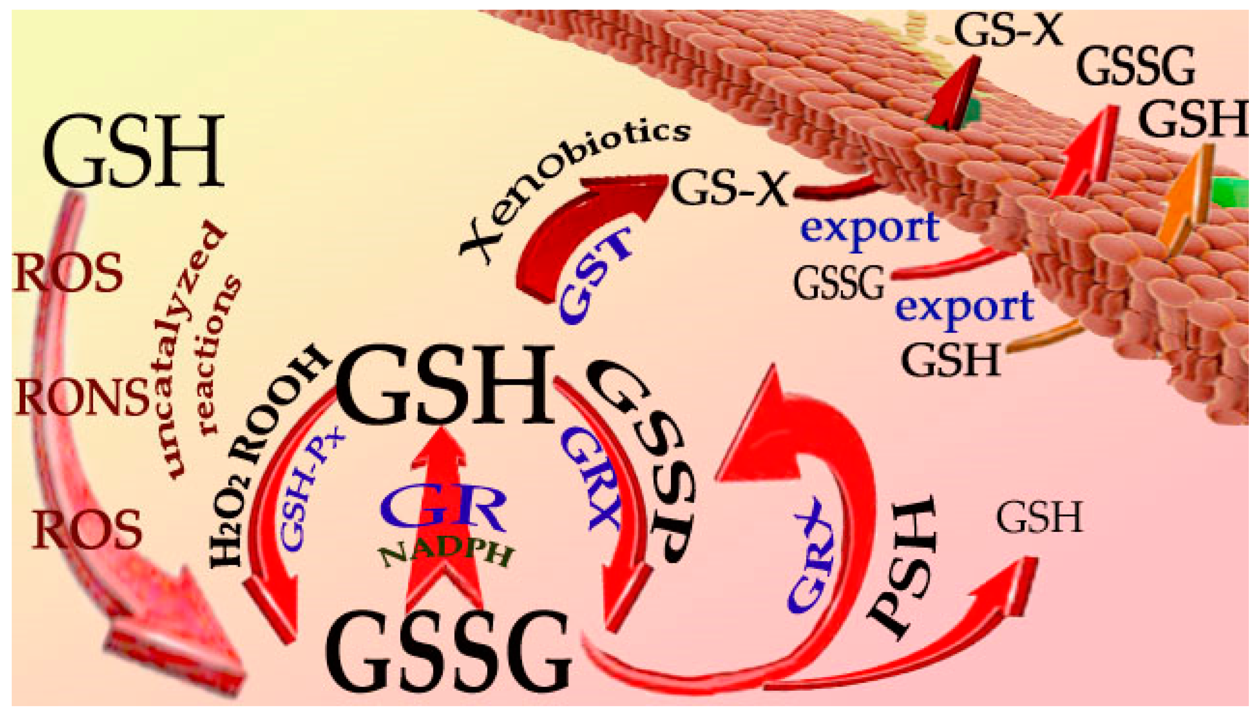 Antioxidants 12 01094 g002 Antioxidants 12 01094 g002