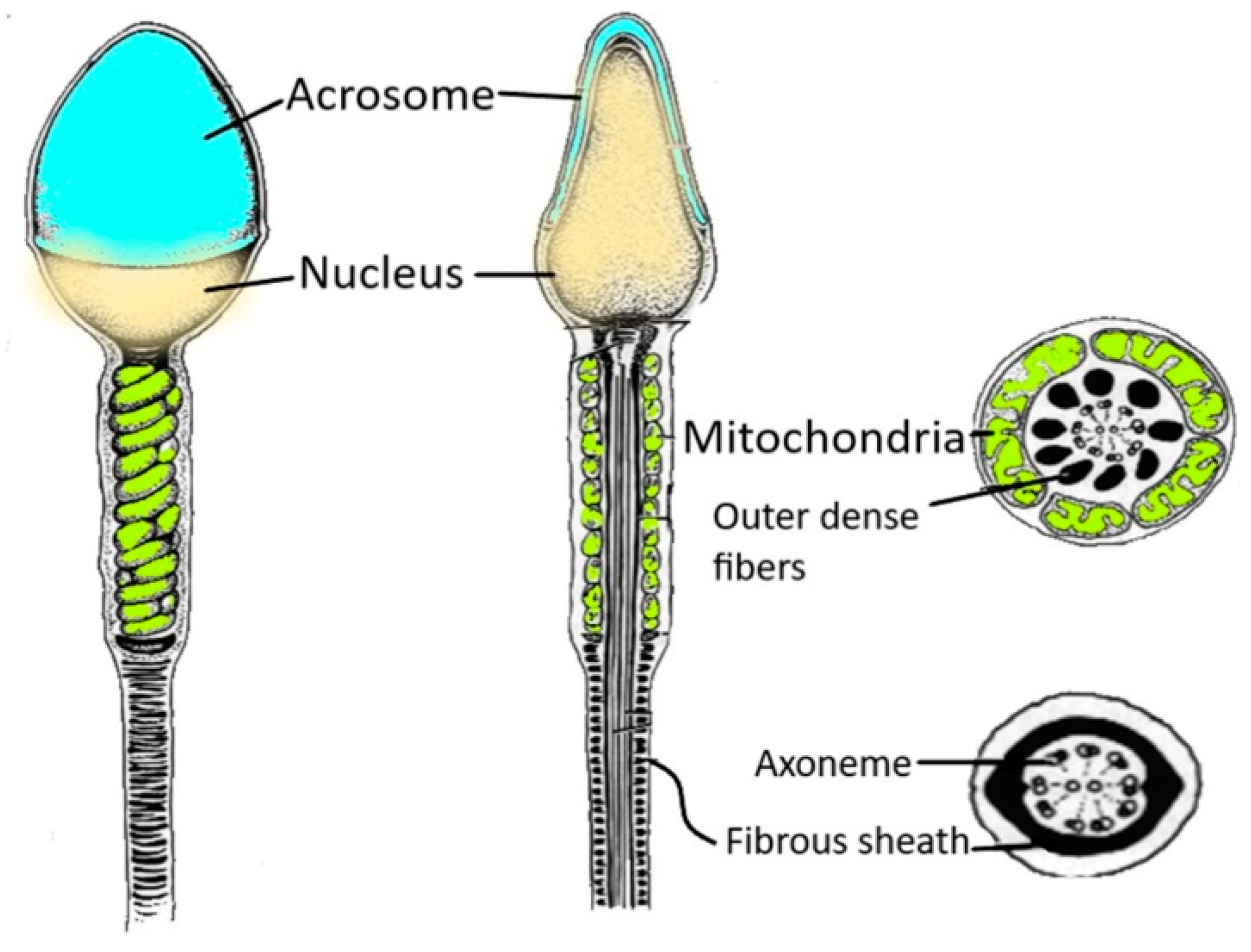 Antioxidants Free FullText Human Sperm as an In Vitro Model to