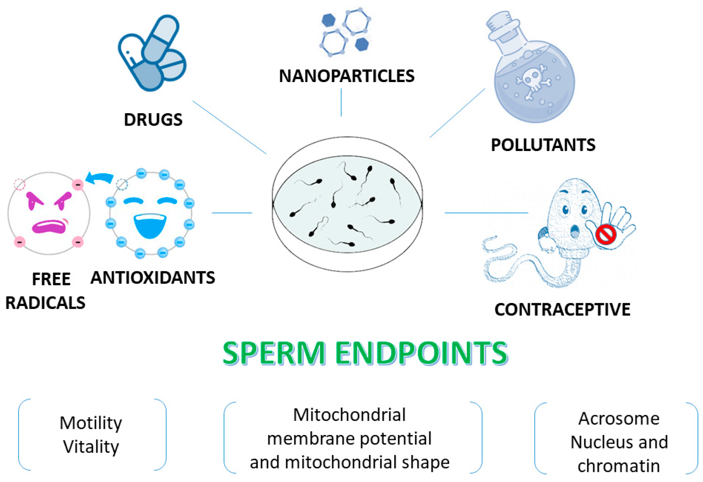 Antioxidants Free FullText Human Sperm as an In Vitro Model to