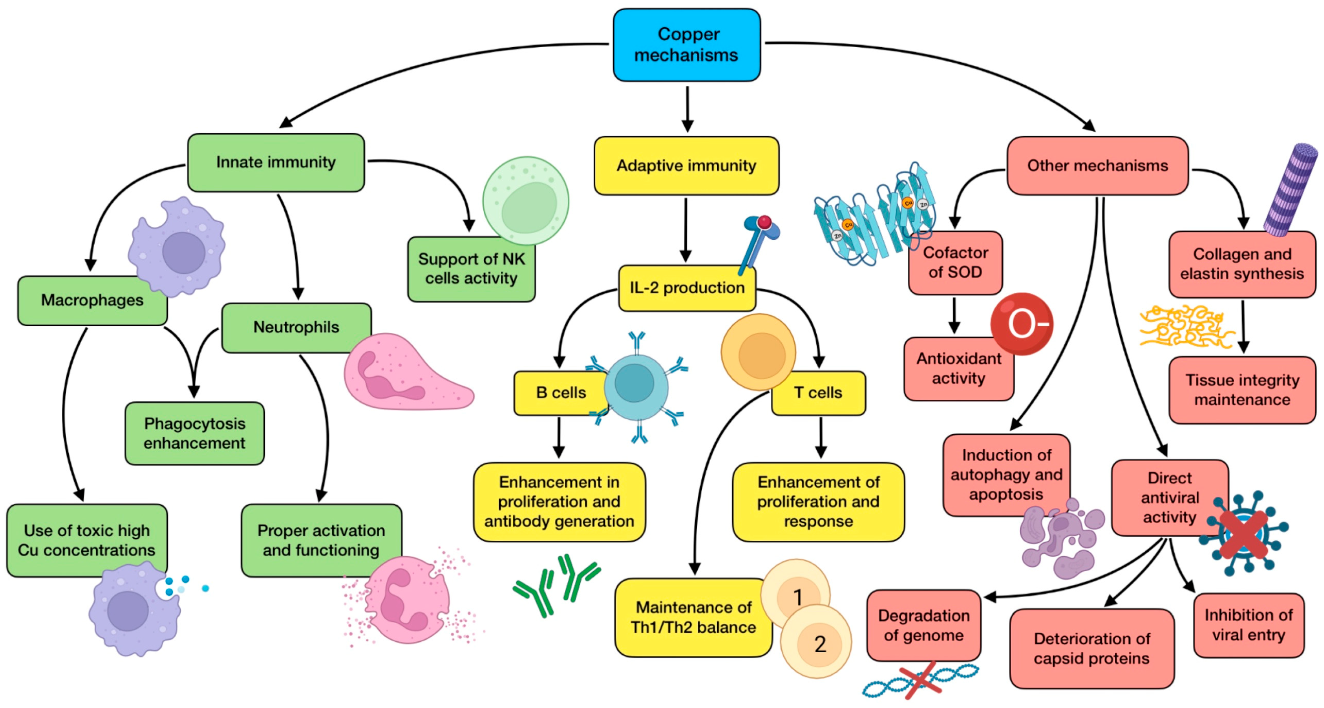 Antioxidants 12 01104 g004 Antioxidants 12 01104 g004