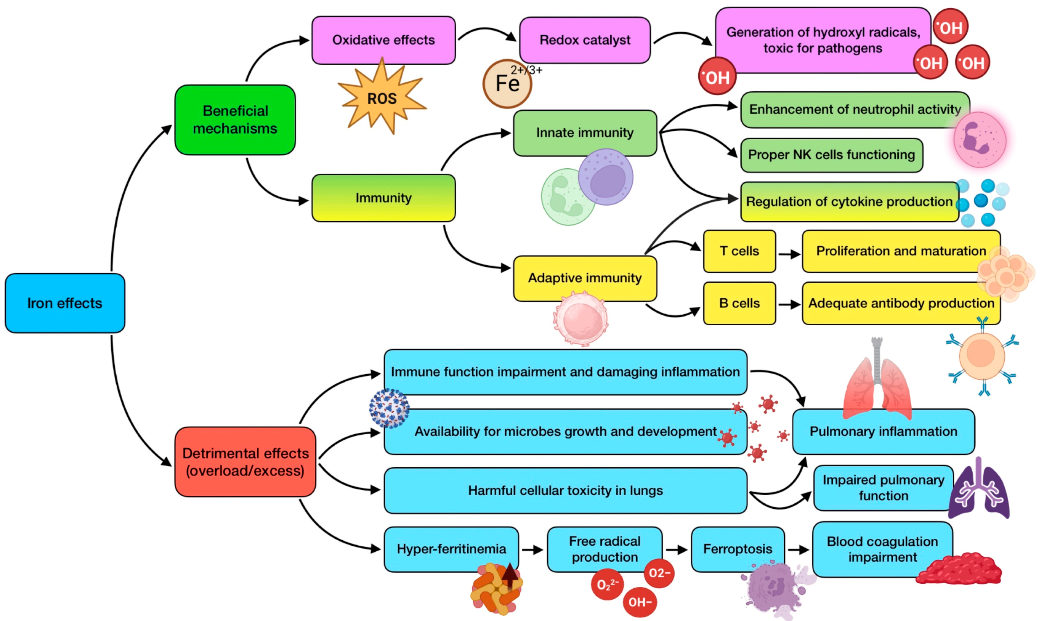 Antioxidants 12 01104 g006 Antioxidants 12 01104 g006