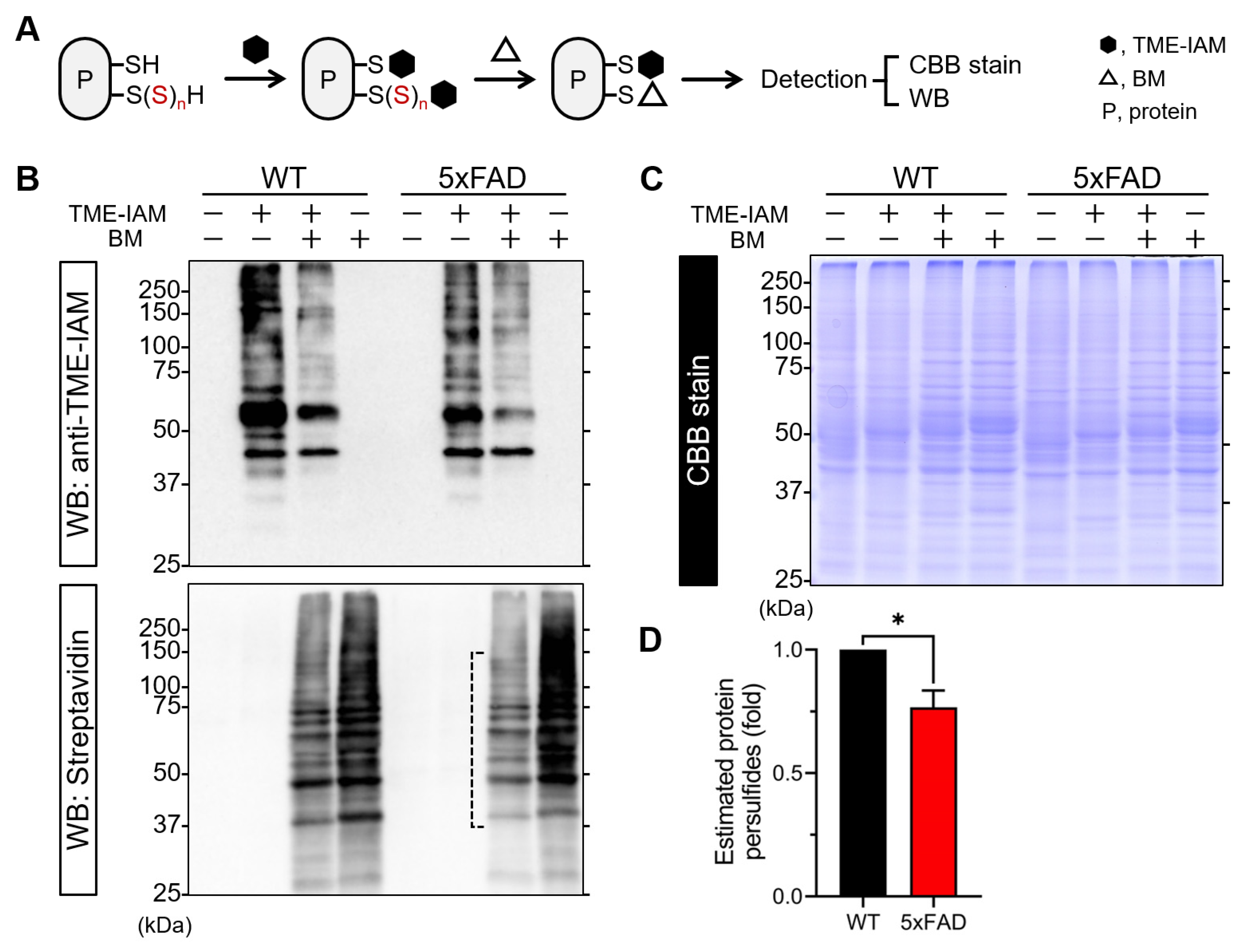 Reactive Sulfur Species Omics Analysis in the Brain Tissue