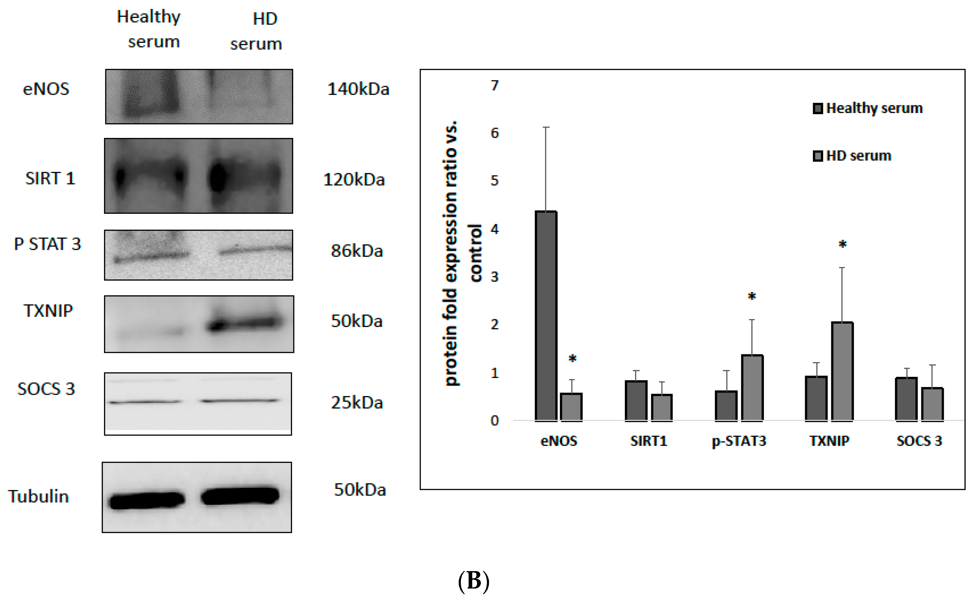 Antioxidants 12 01109 g002b Antioxidants 12 01109 g002b
