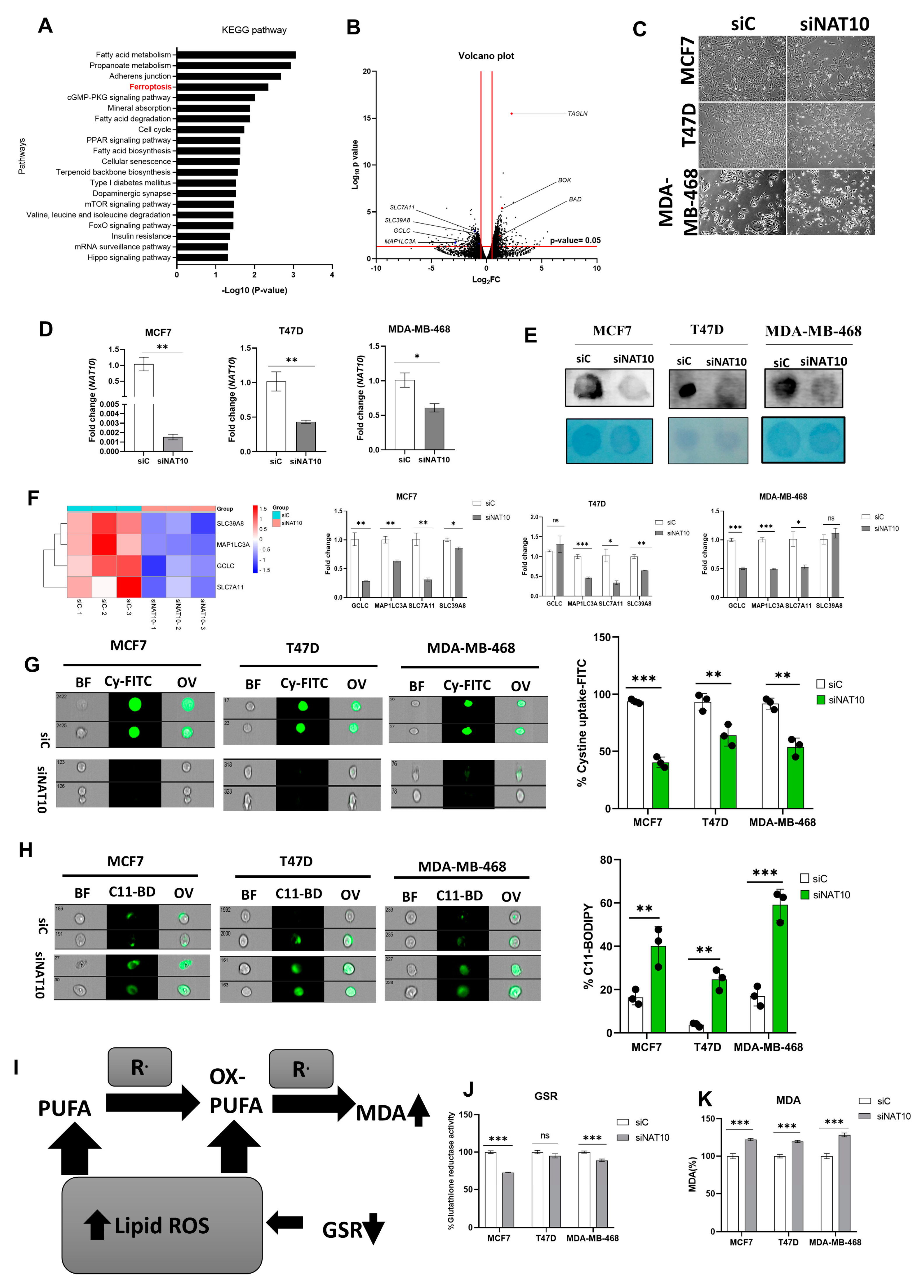Antioxidants 12 01116 g001