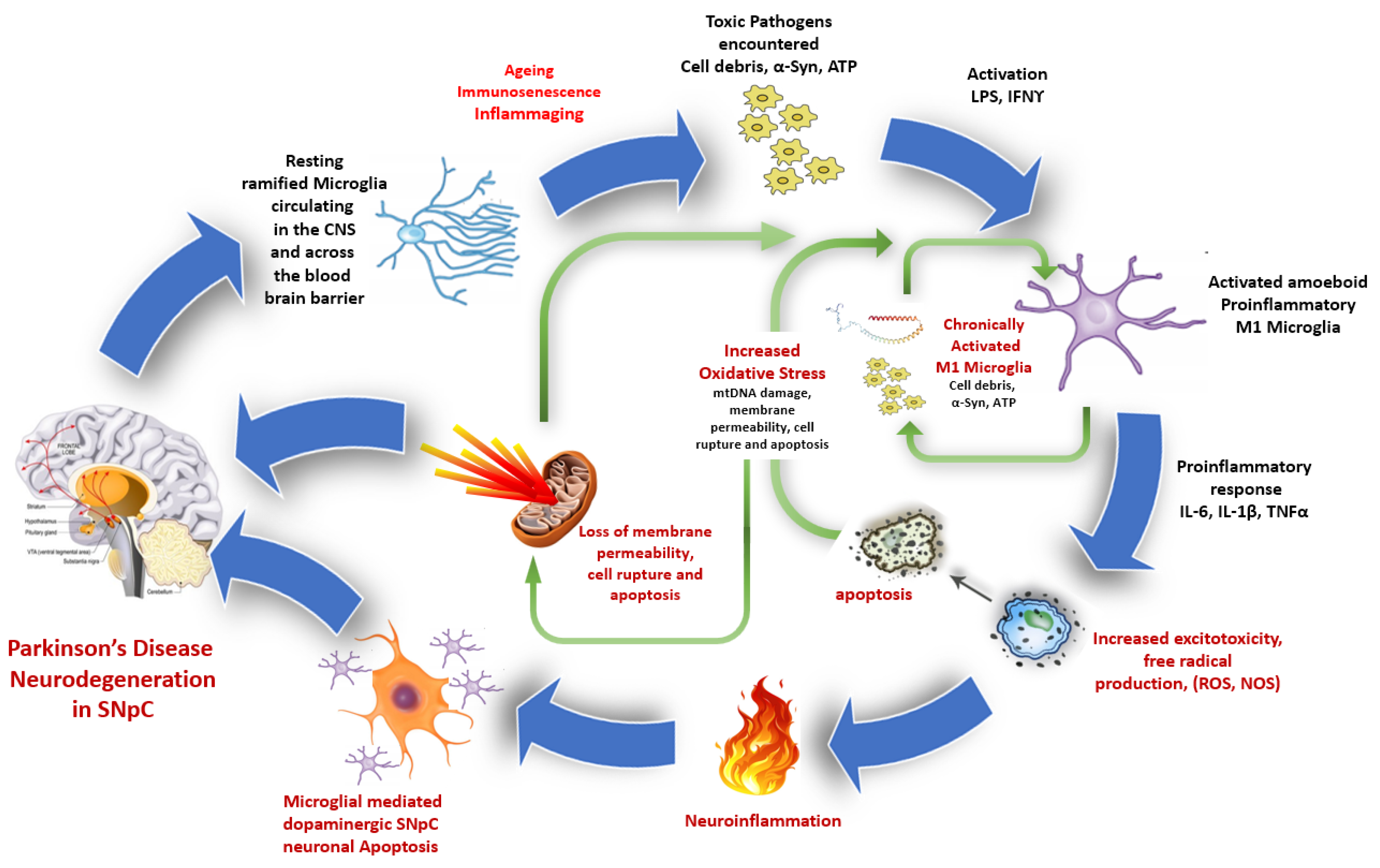 Antioxidants 12 01117 g003 Antioxidants 12 01117 g003