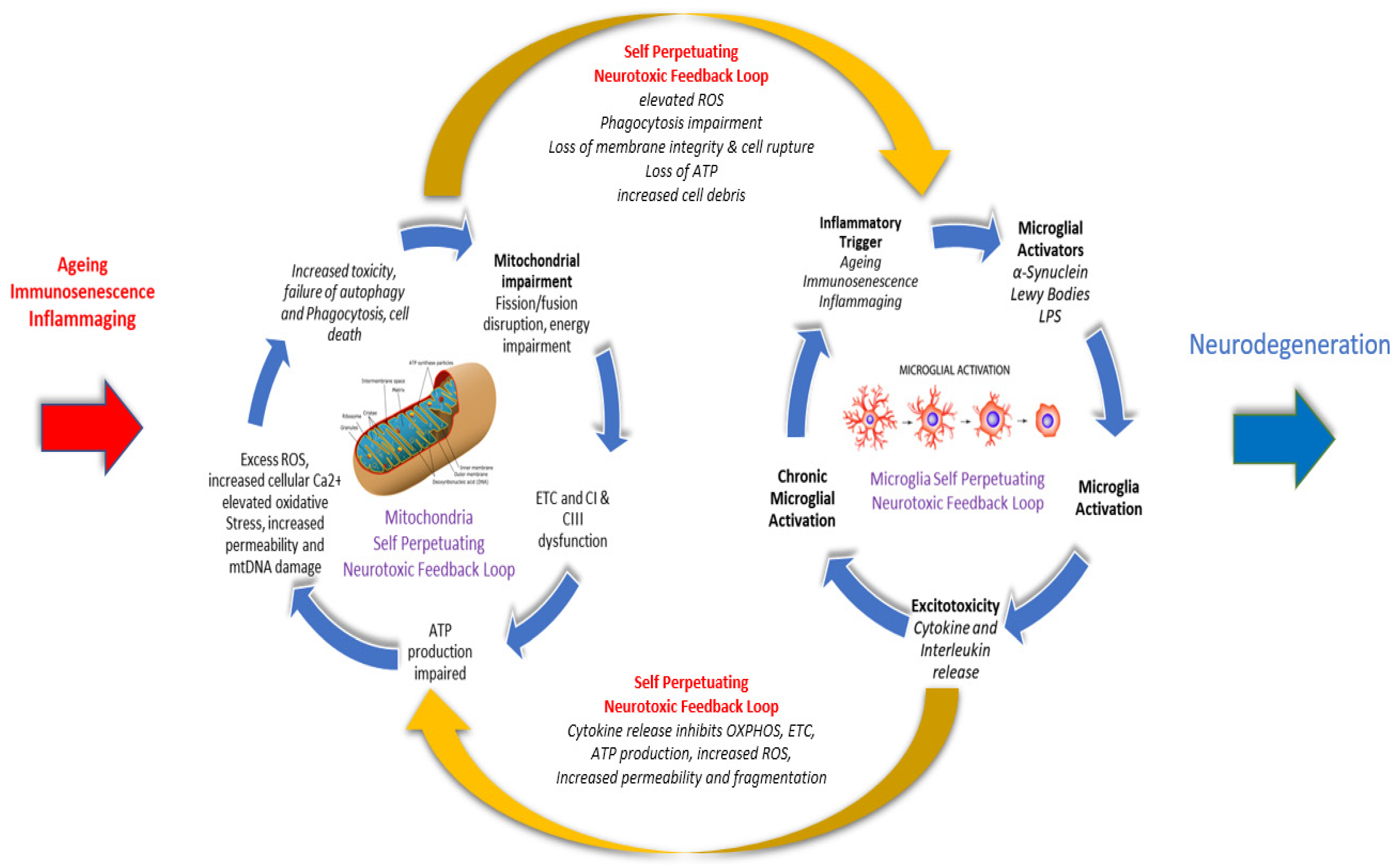 Antioxidants 12 01117 g004 Antioxidants 12 01117 g004