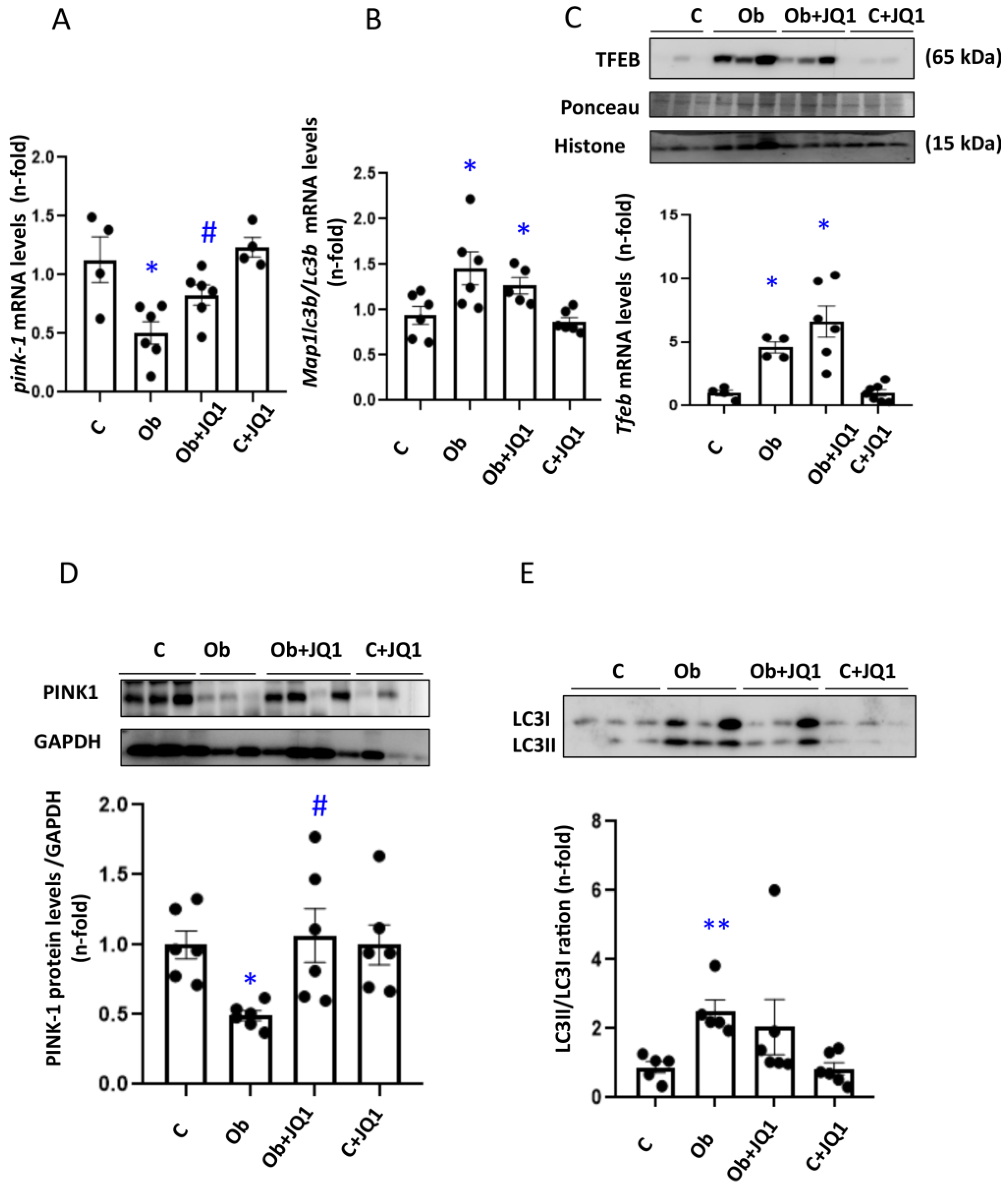 Antioxidants 12 01130 g008