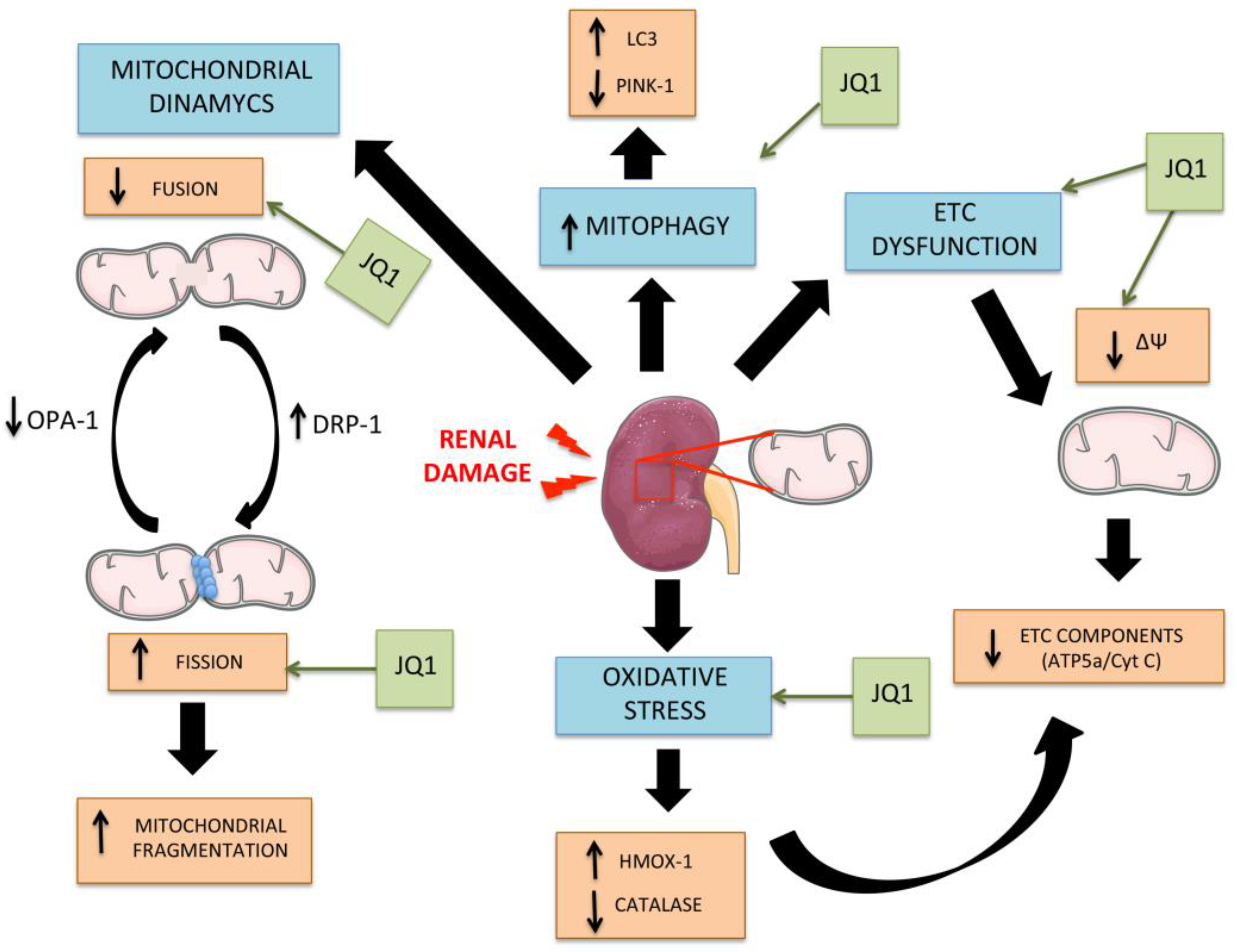 Antioxidants 12 01130 g009