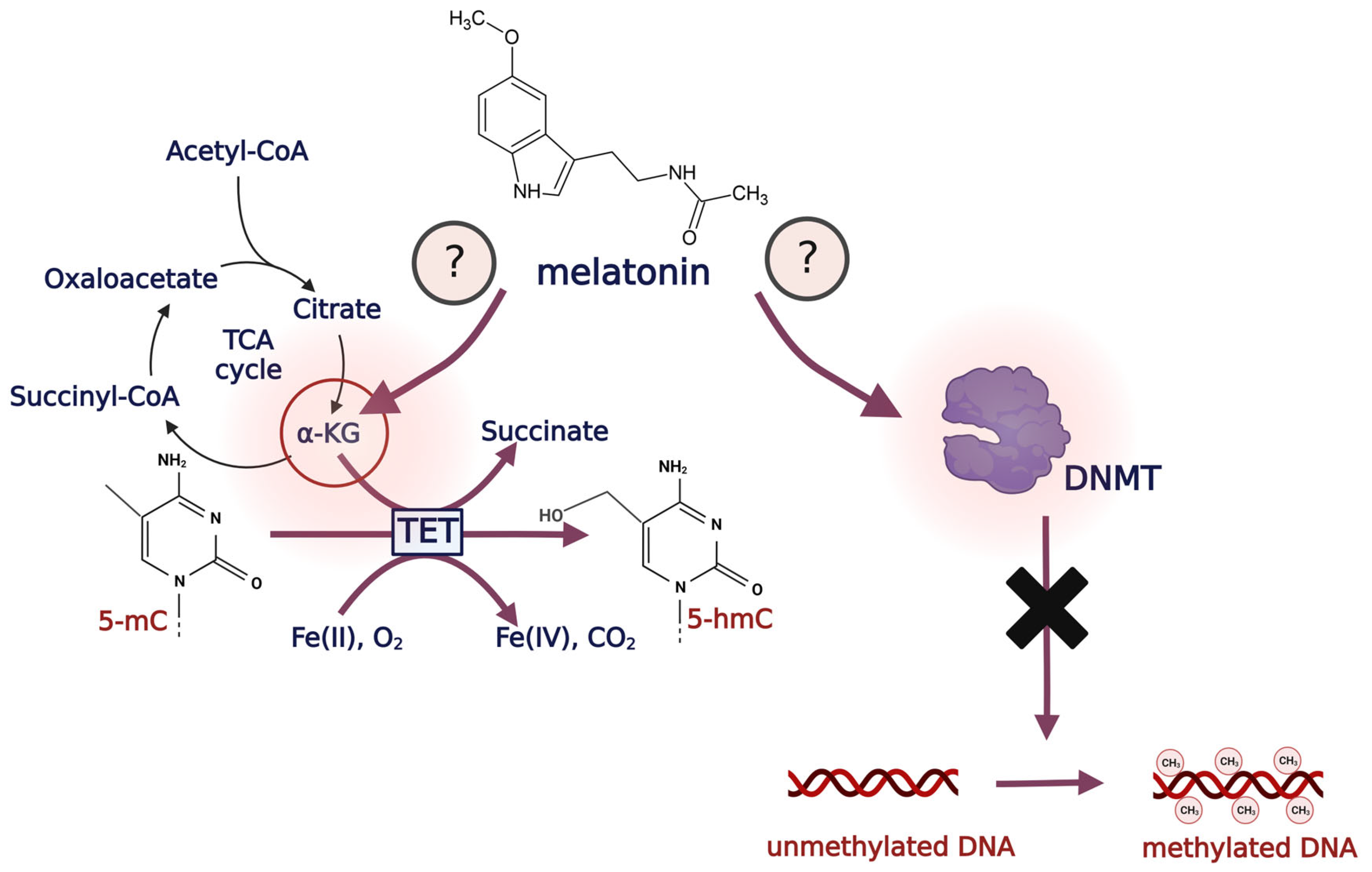 Antioxidants 12 01155 g005