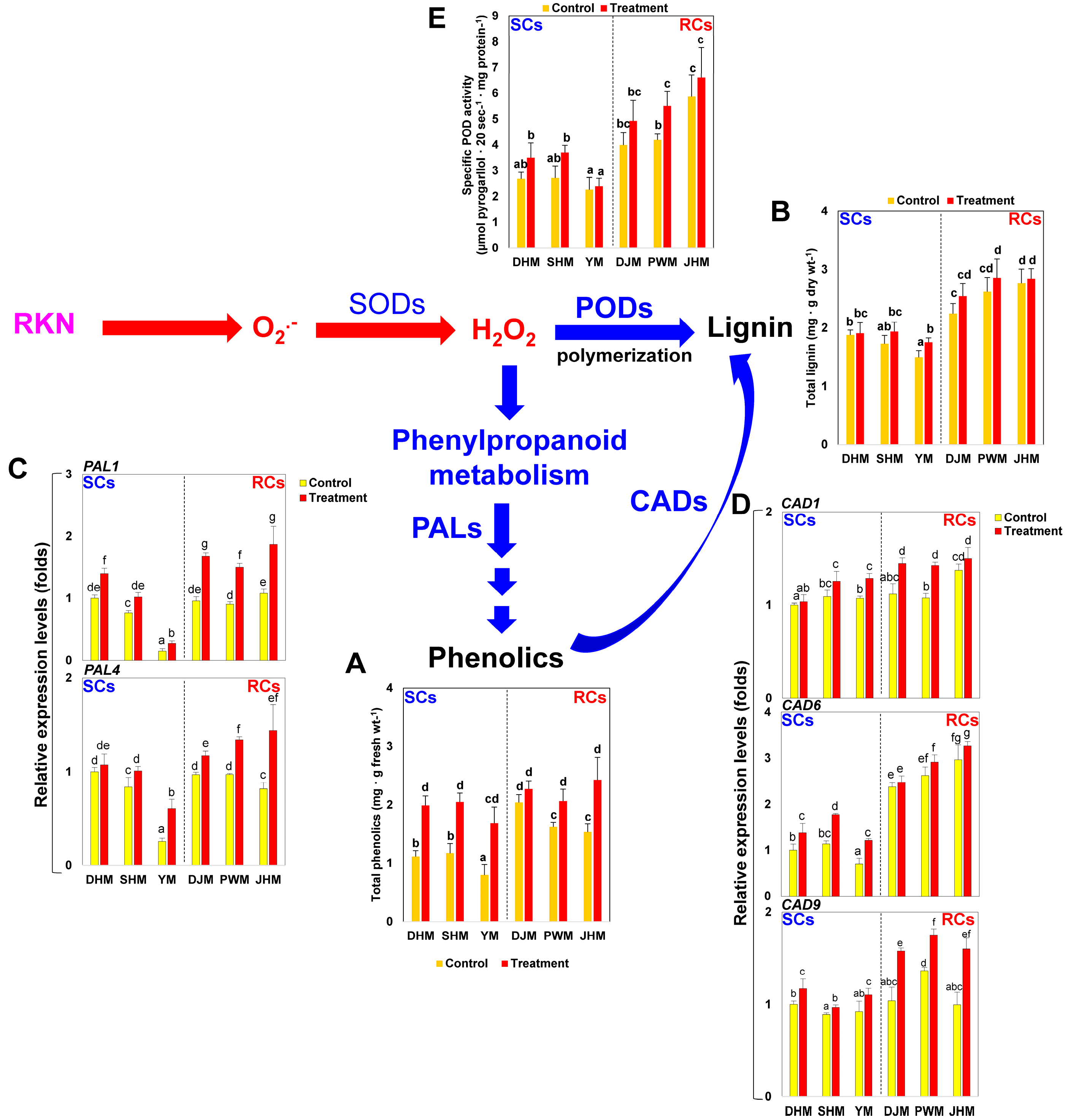 Antioxidants 12 01164 g003 Antioxidants 12 01164 g003