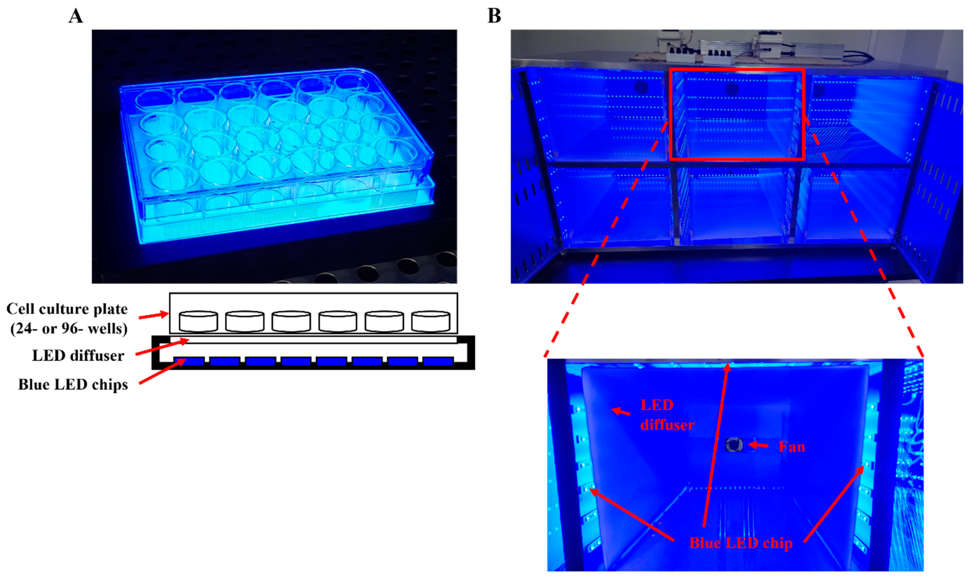 Therapeutic Potential of Peucedanum japonicum Thunb. and Its Active Components in a Delayed Corneal Wound Healing Model Following Blue Light Irradiation Induced Oxidative Stress