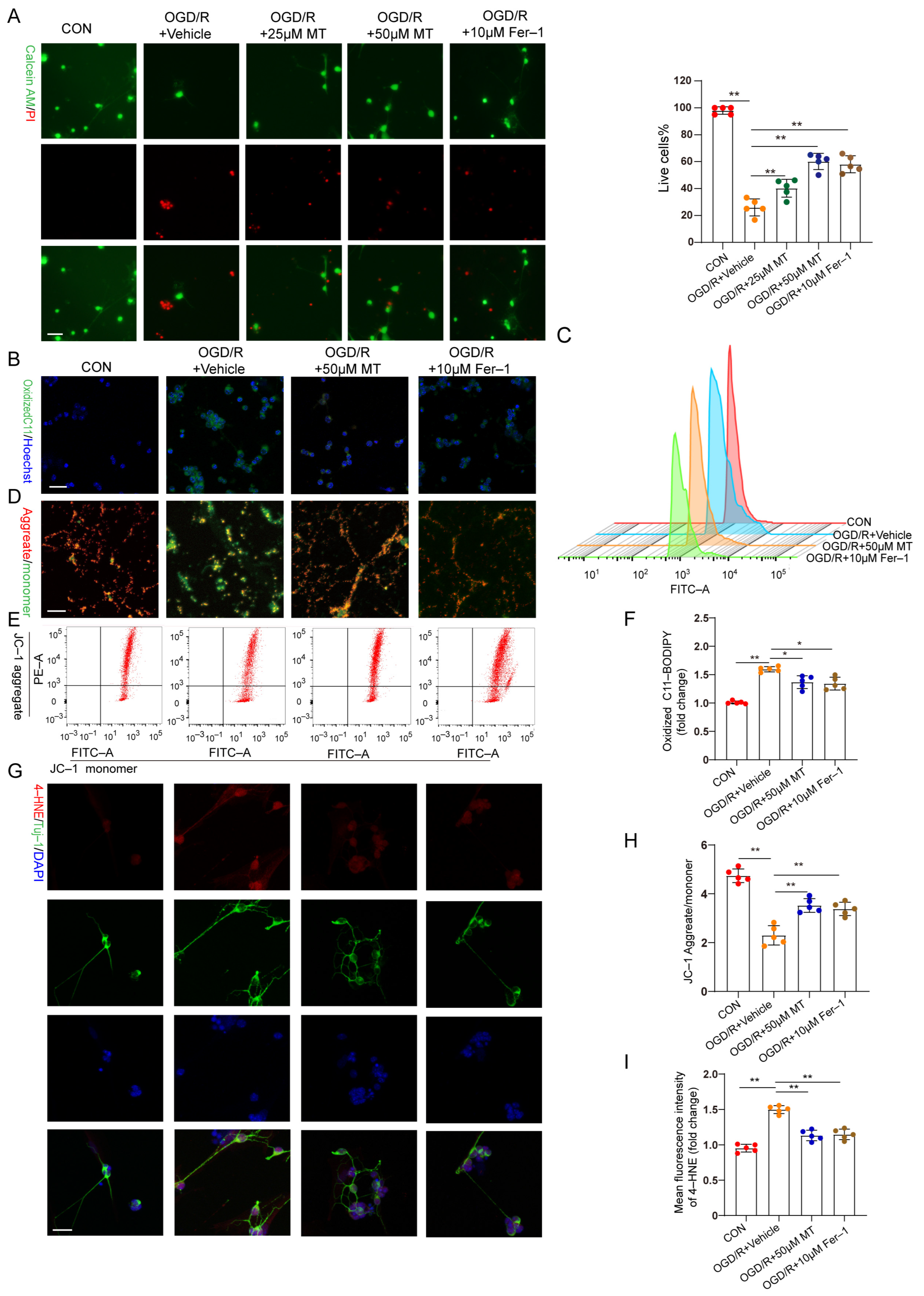 Antioxidants 12 01173 g005 Antioxidants 12 01173 g005