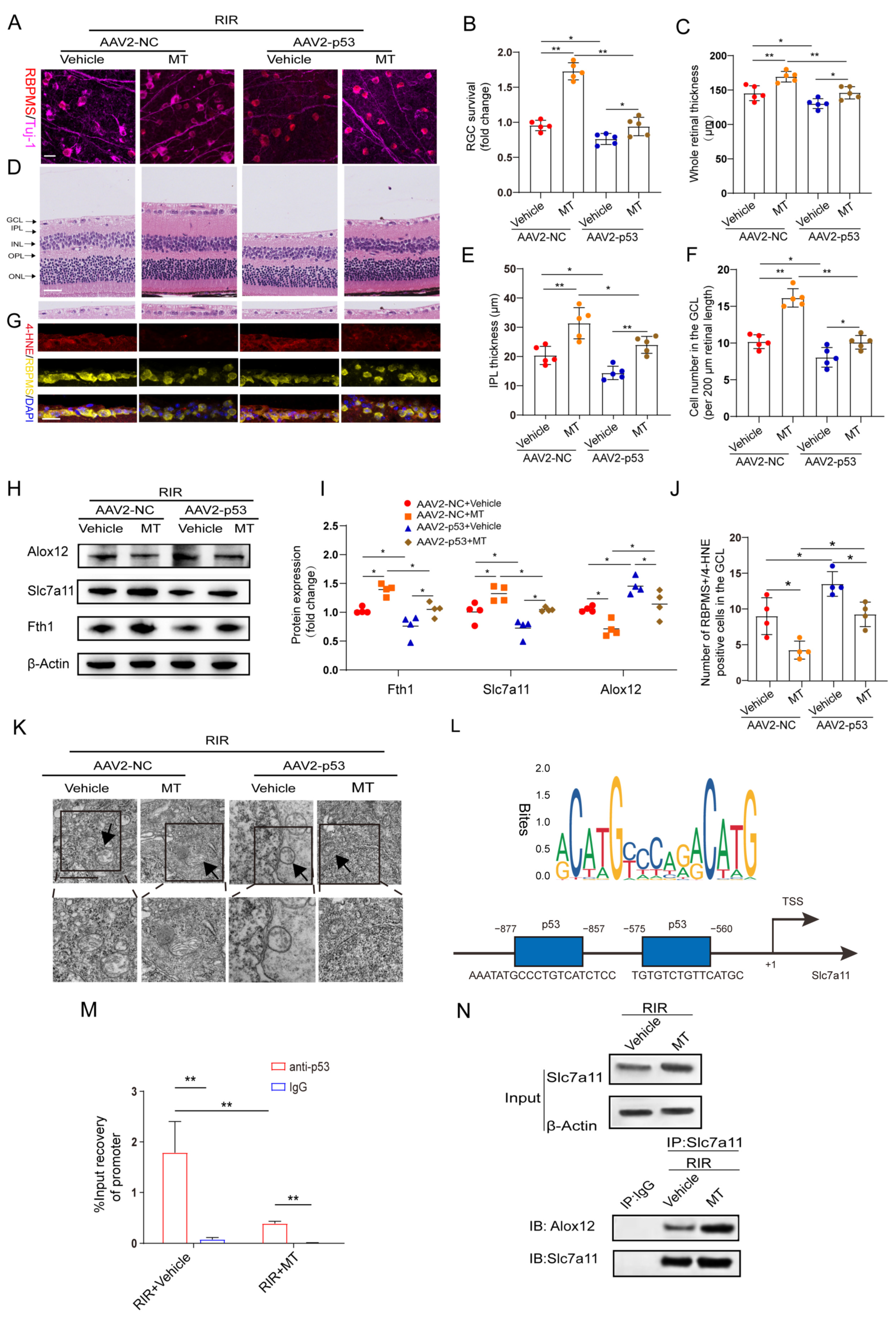 Antioxidants 12 01173 g008 Antioxidants 12 01173 g008
