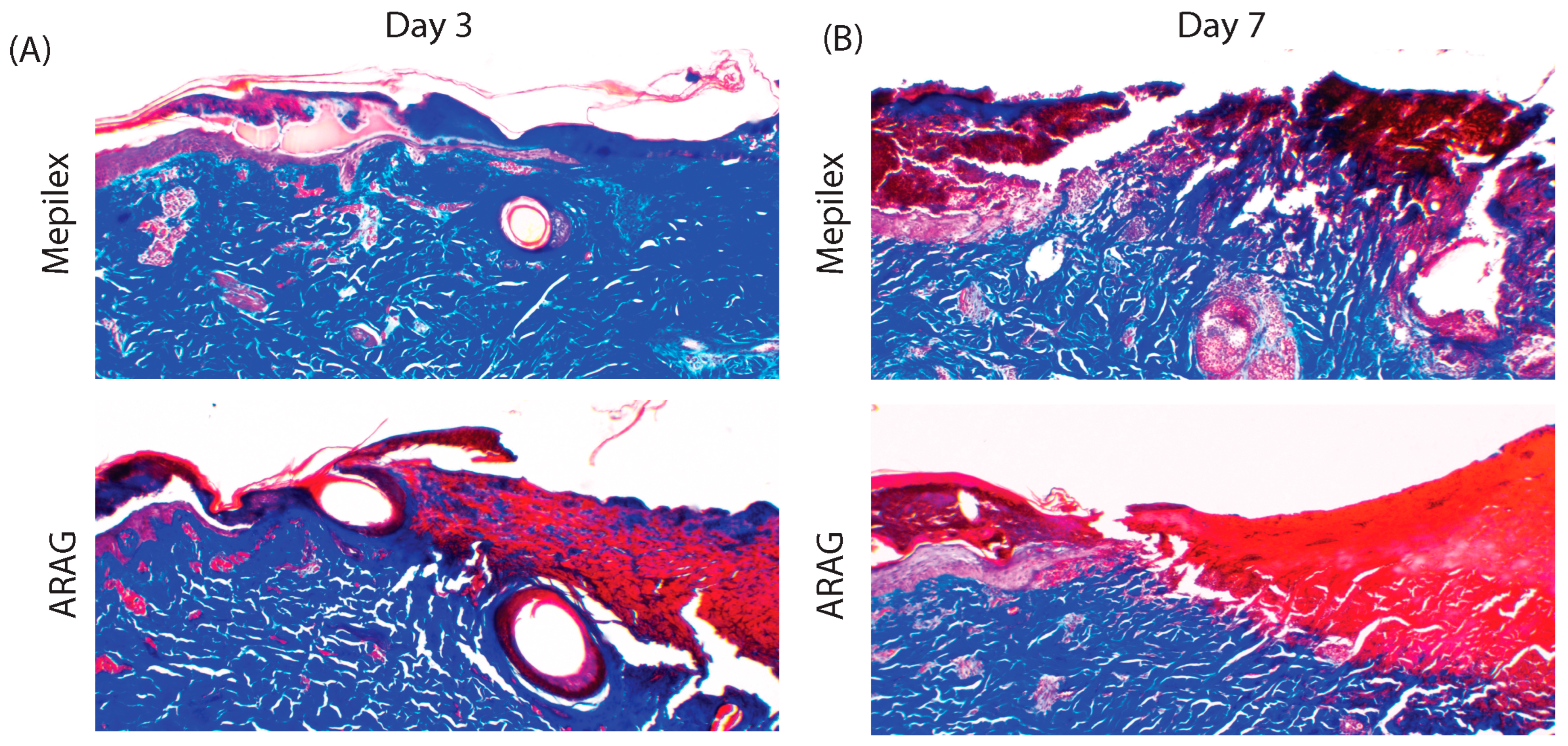 Antioxidants 12 01176 g006 Antioxidants 12 01176 g006