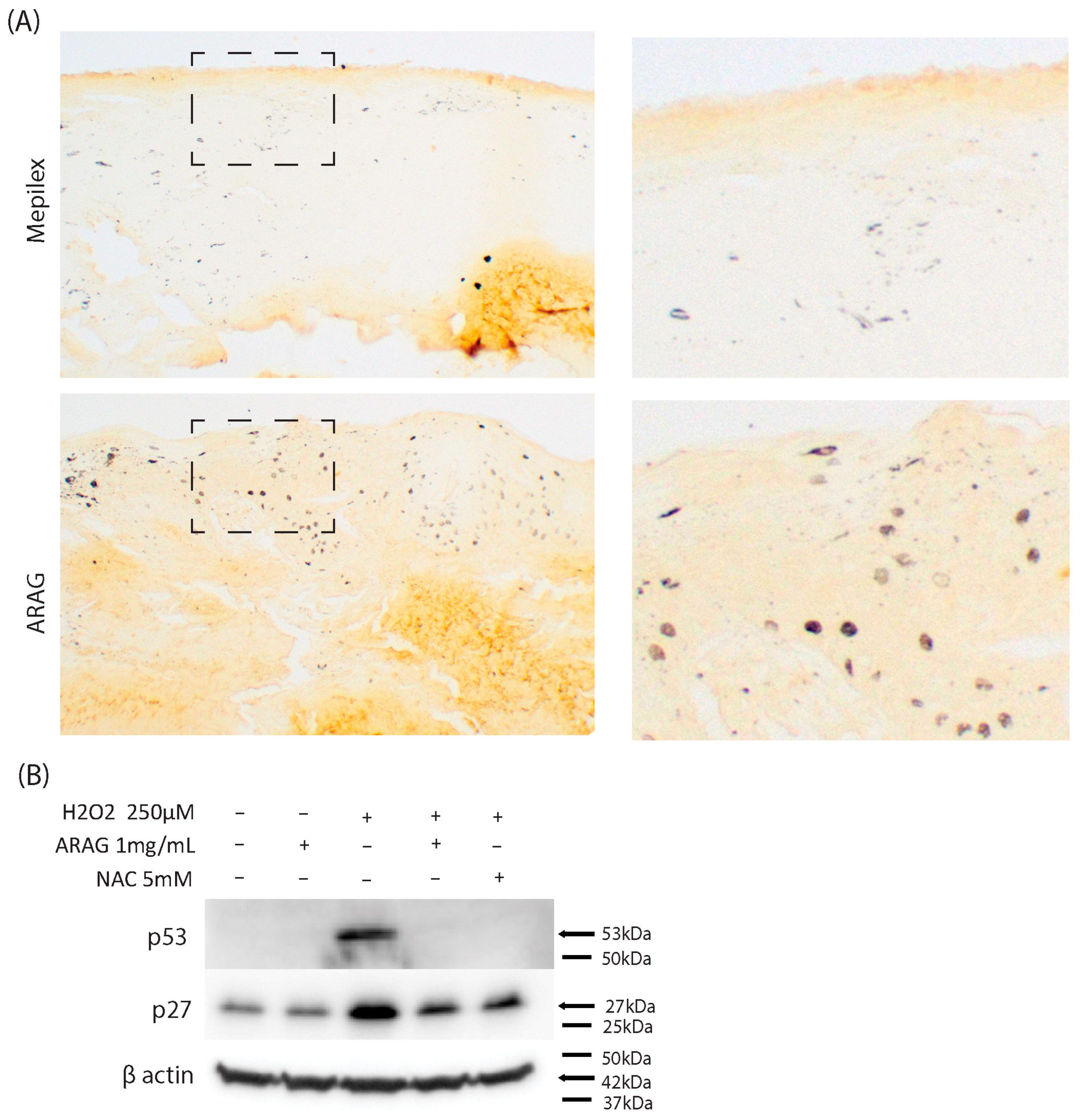 Antioxidants 12 01176 g007 Antioxidants 12 01176 g007