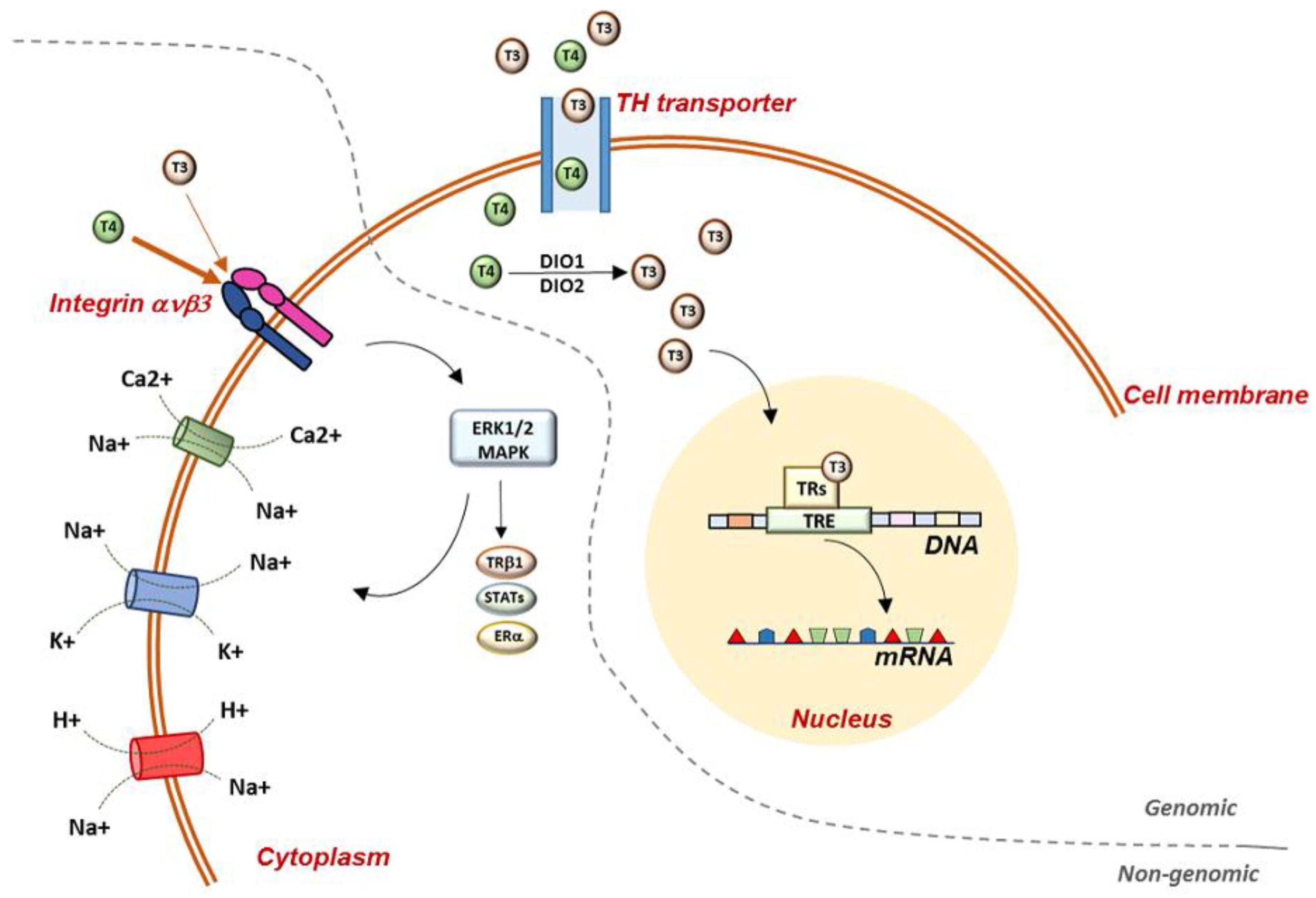 Antioxidants Free FullText Nrf2Mediated Antioxidant Defense and Thyroid Hormone Signaling