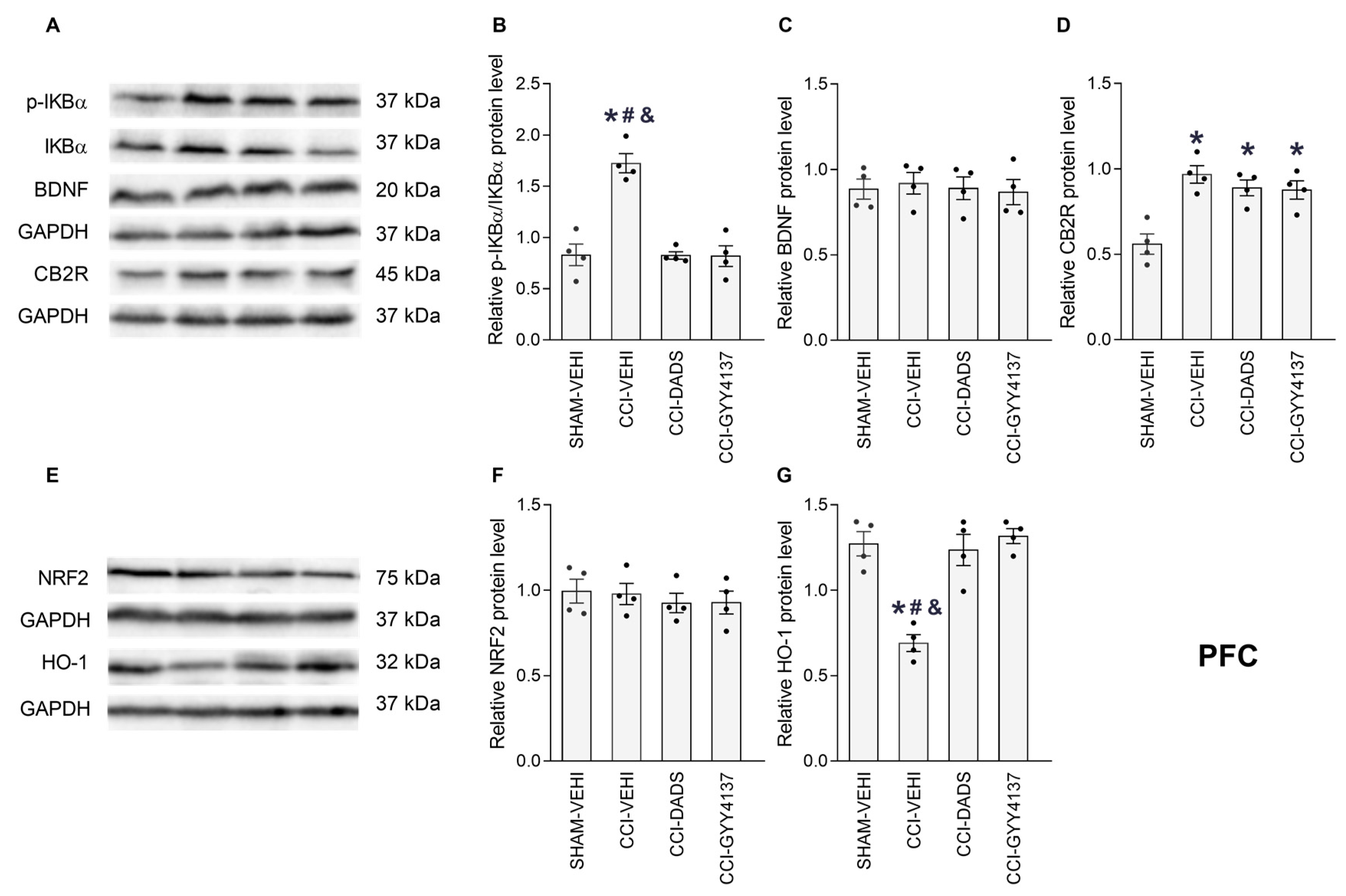 Antioxidants 12 01179 g006 Antioxidants 12 01179 g006