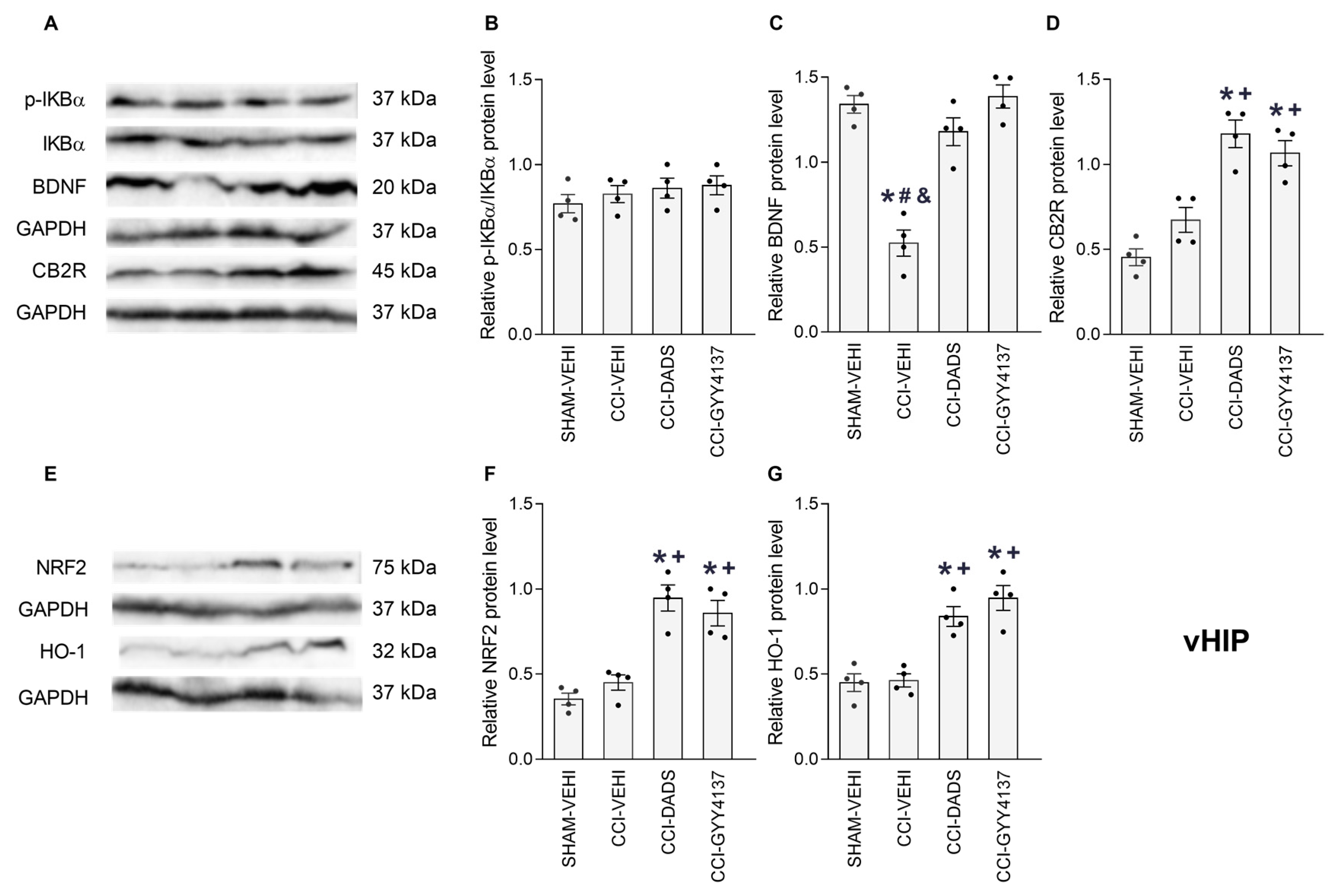 Antioxidants 12 01179 g007 Antioxidants 12 01179 g007