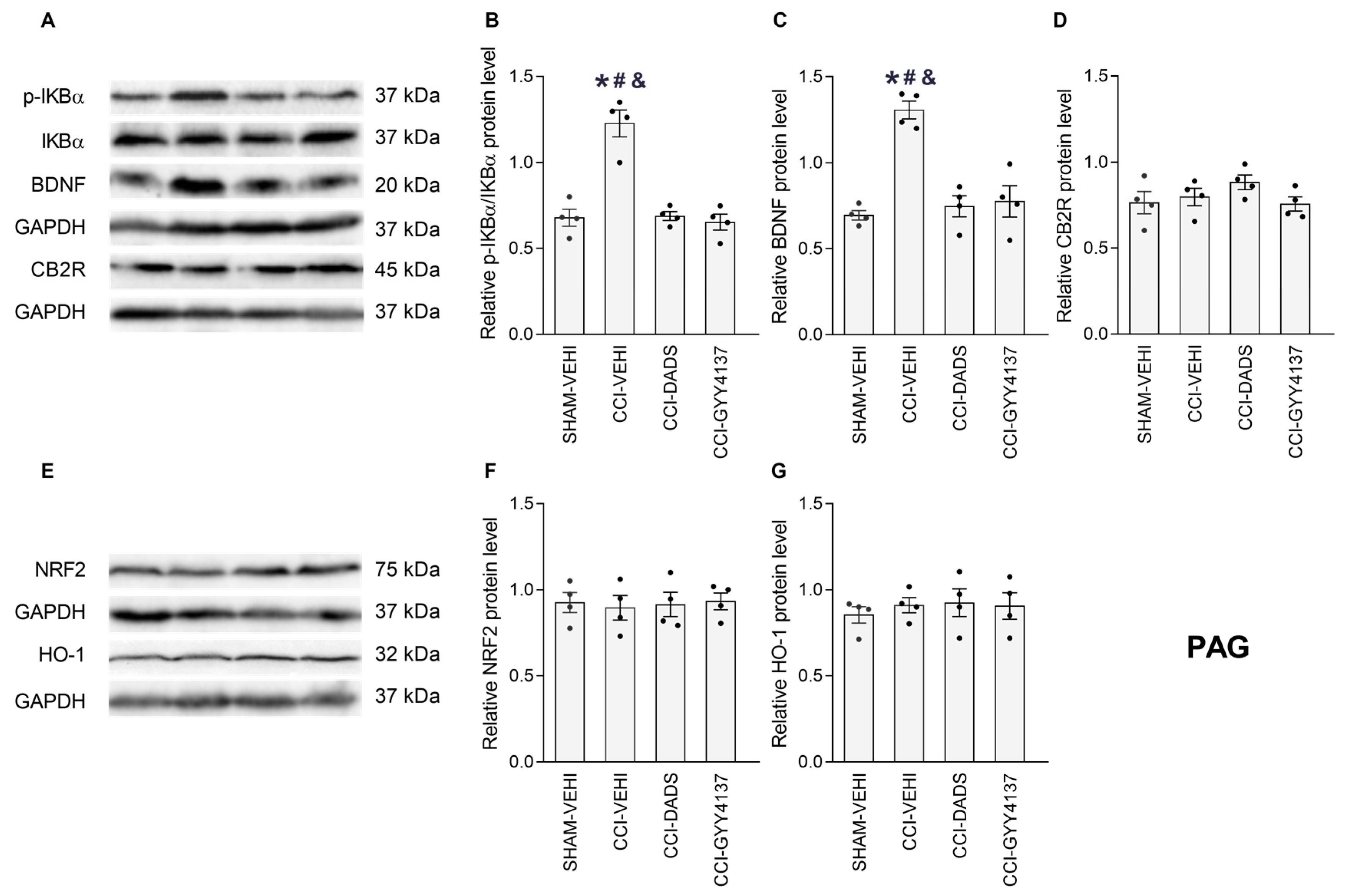 Antioxidants 12 01179 g008 Antioxidants 12 01179 g008