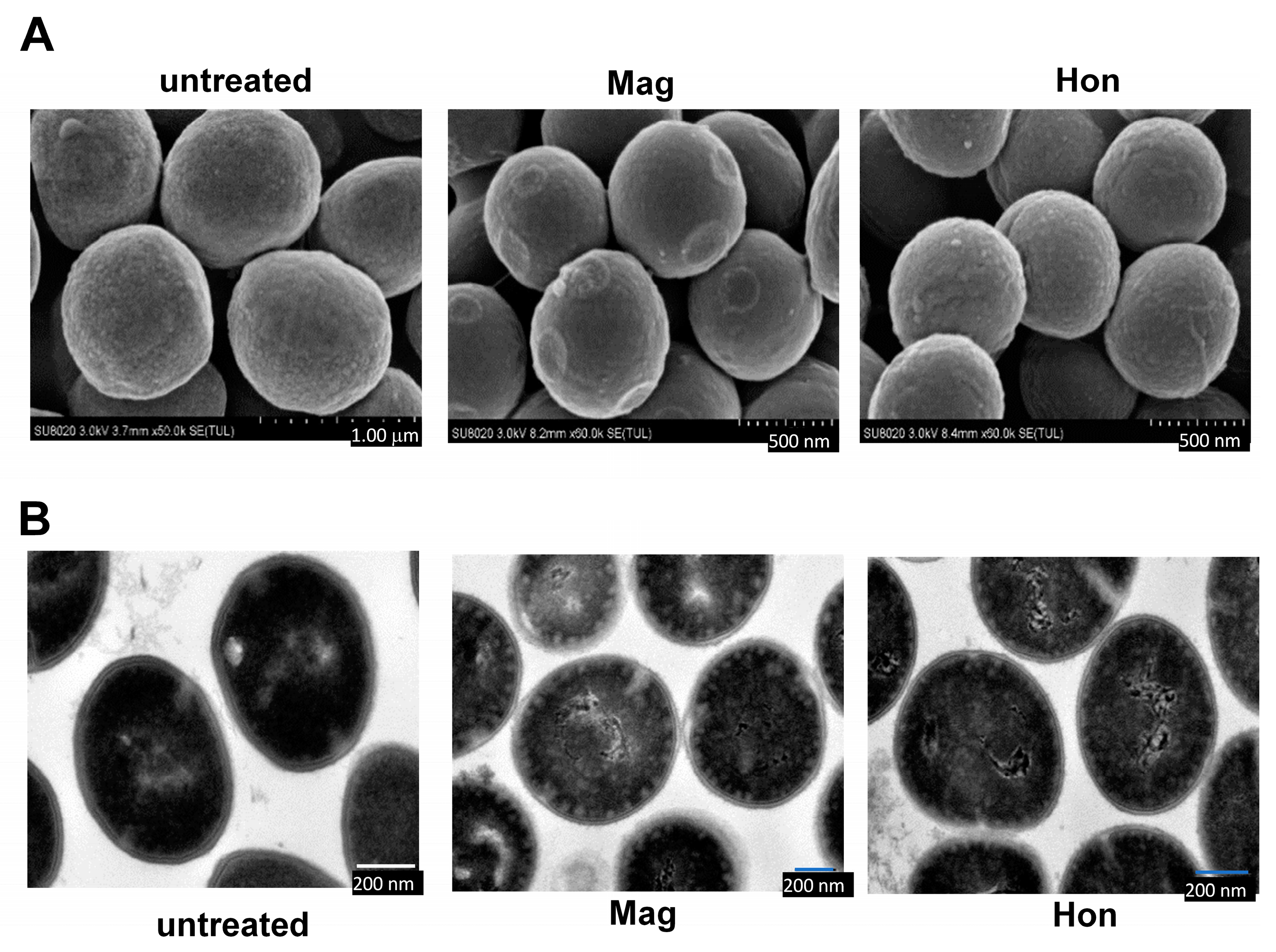 Antioxidants 12 01180 g004 Antioxidants 12 01180 g004
